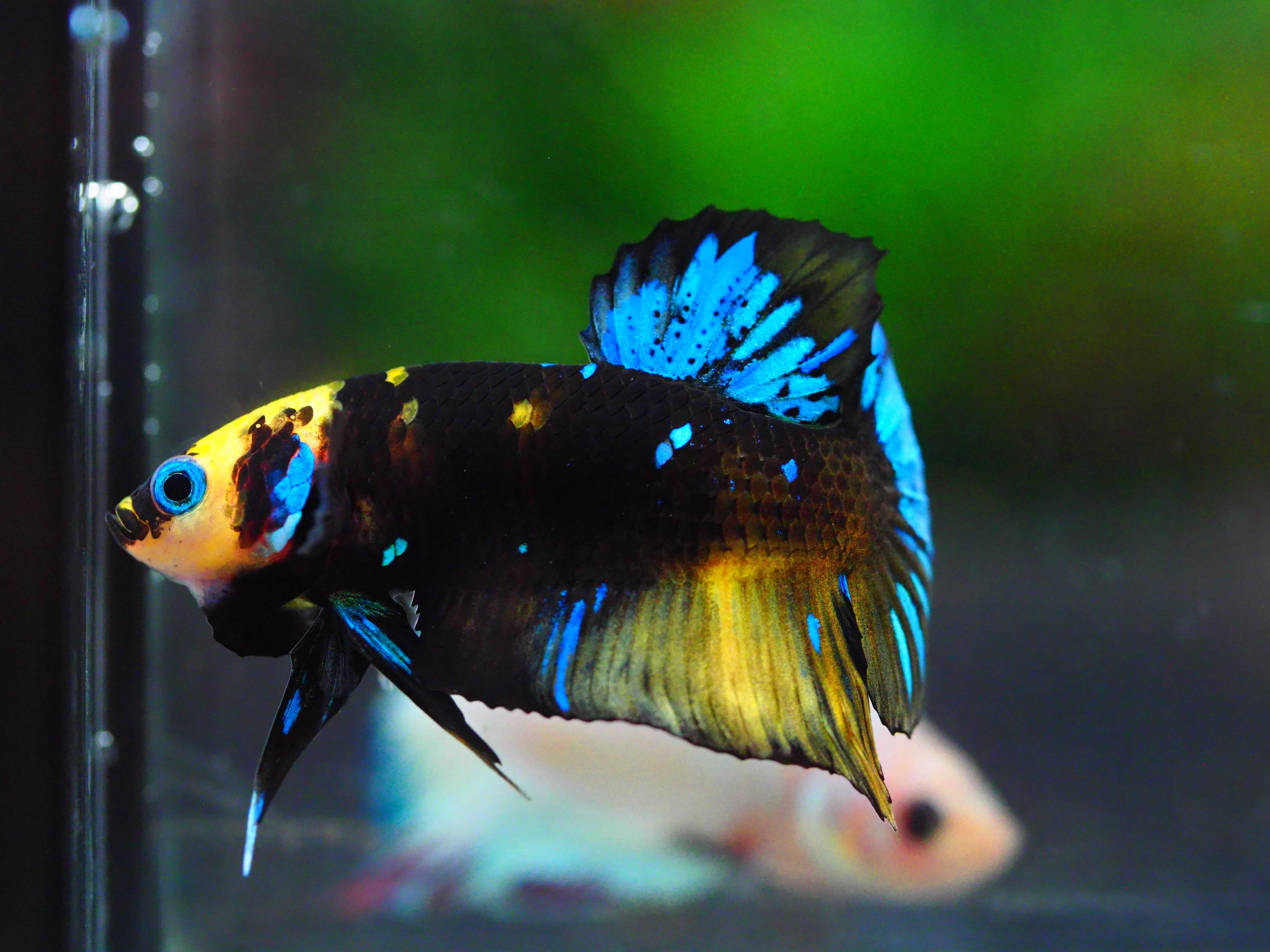 HMPK KOI GALAXY MALE GRADE A +++