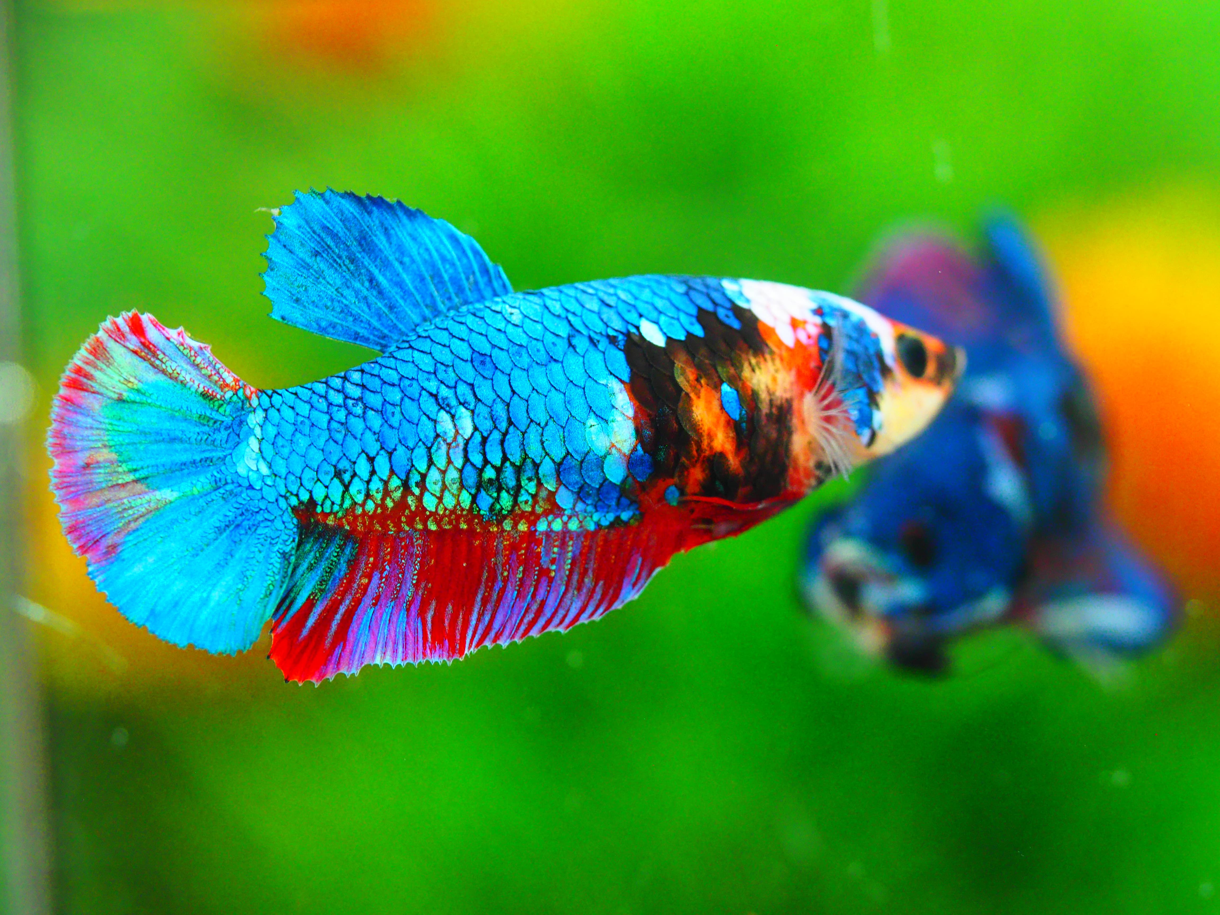 HMPK KOI GALAXY FEMALE GRADE A +++