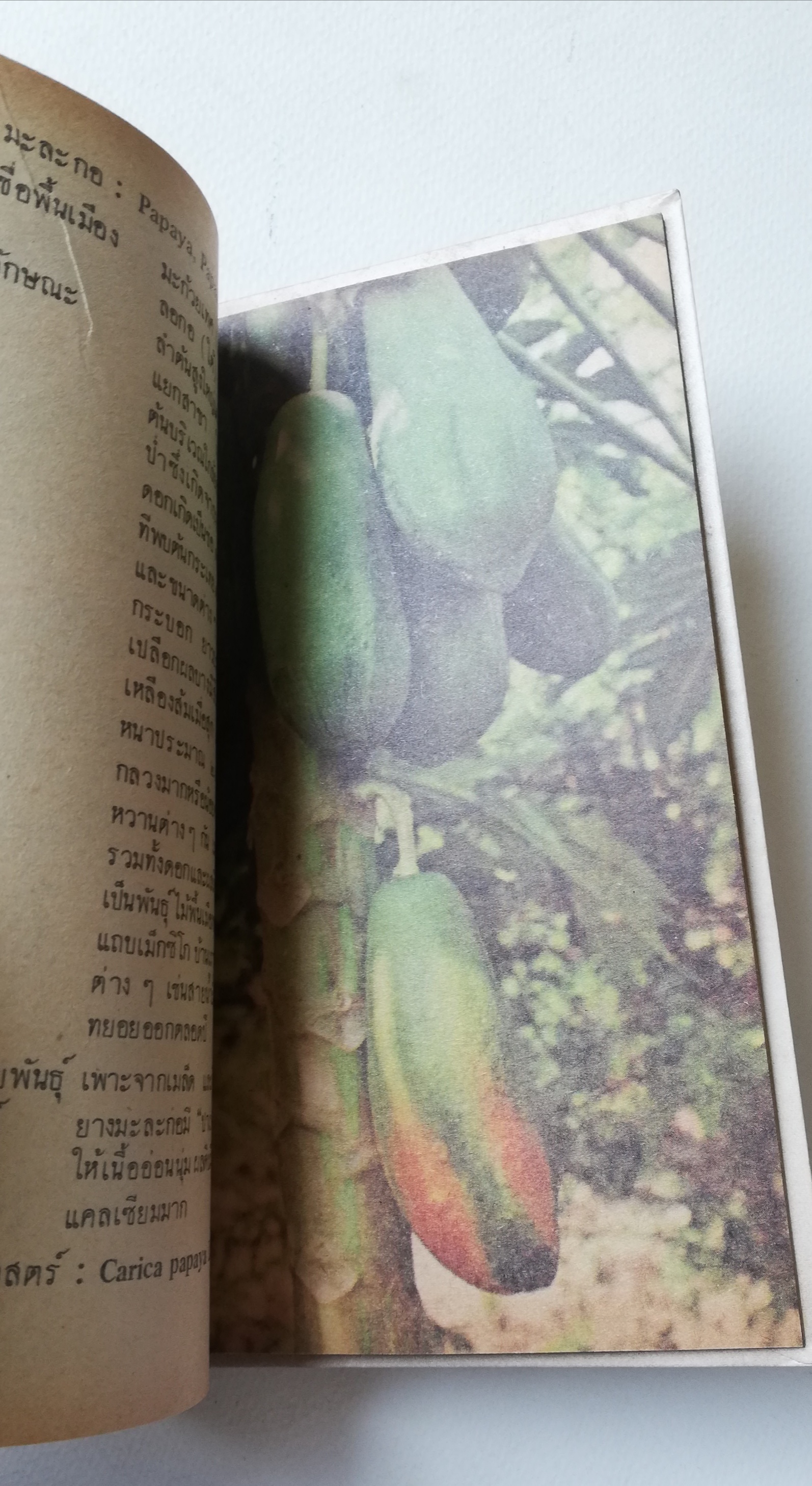 มีหลายภาพ, หนังสือชุดความรู้ไทยขององค์การค้าคุรุสภา "ผลไม้เมืองไทย" โดย ทวีศักดิ์ บุญเกิด พิมพ์ครั้งที่ 2 ปี 2527