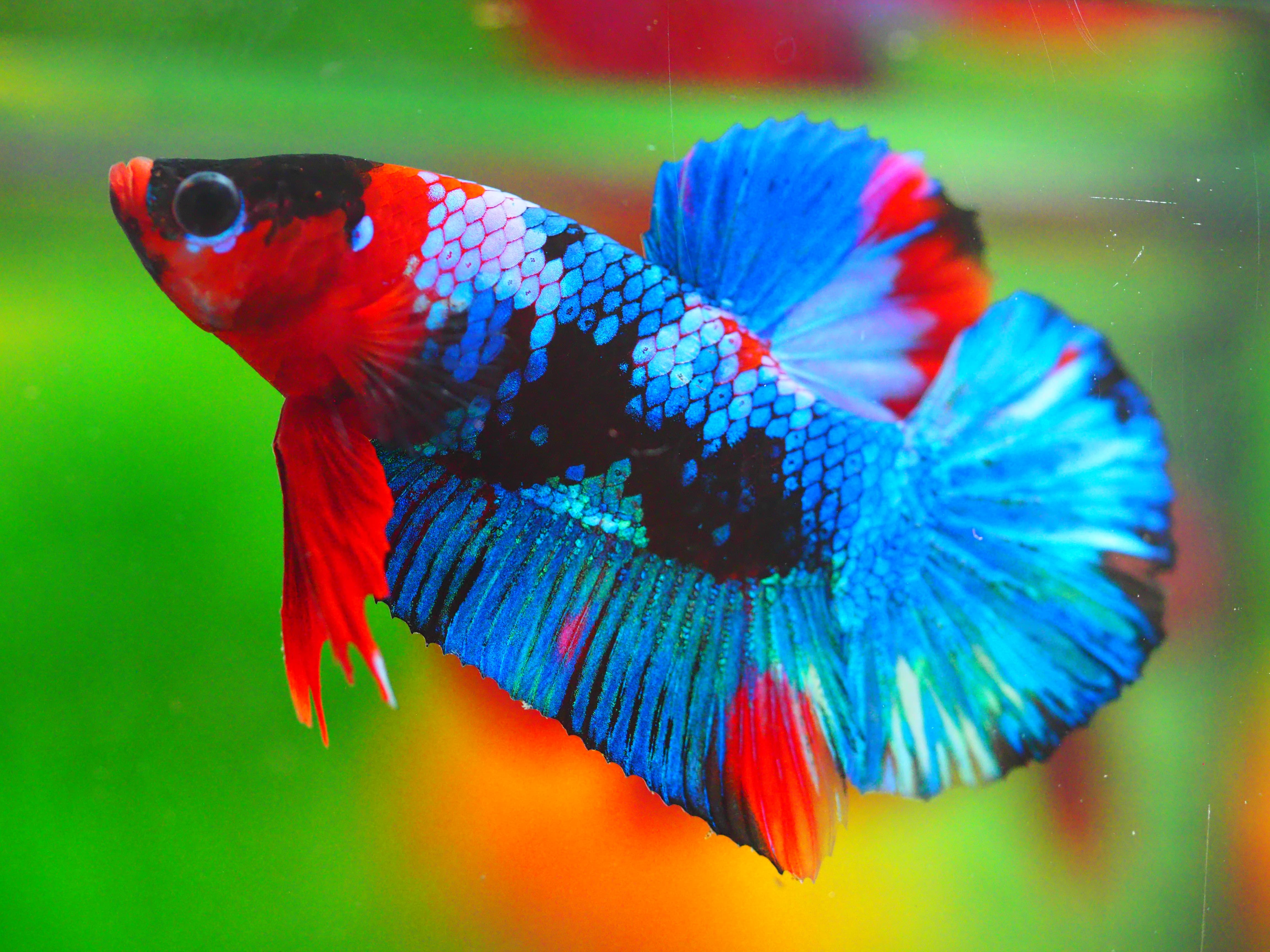 HMPK KOI GALAXY MALE GRADE A +++