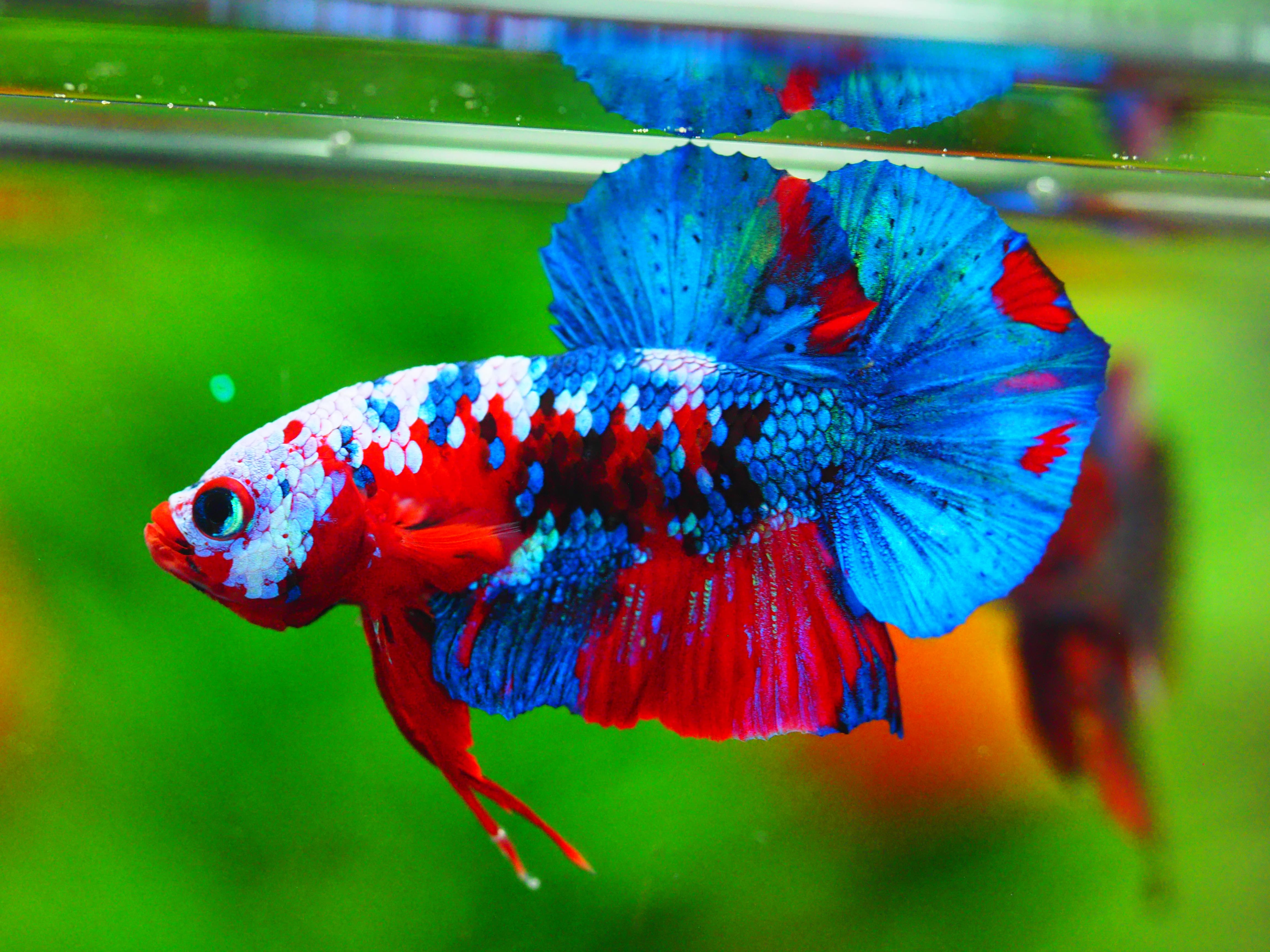 HMPK KOI GALAXY MALE GRADE A +++