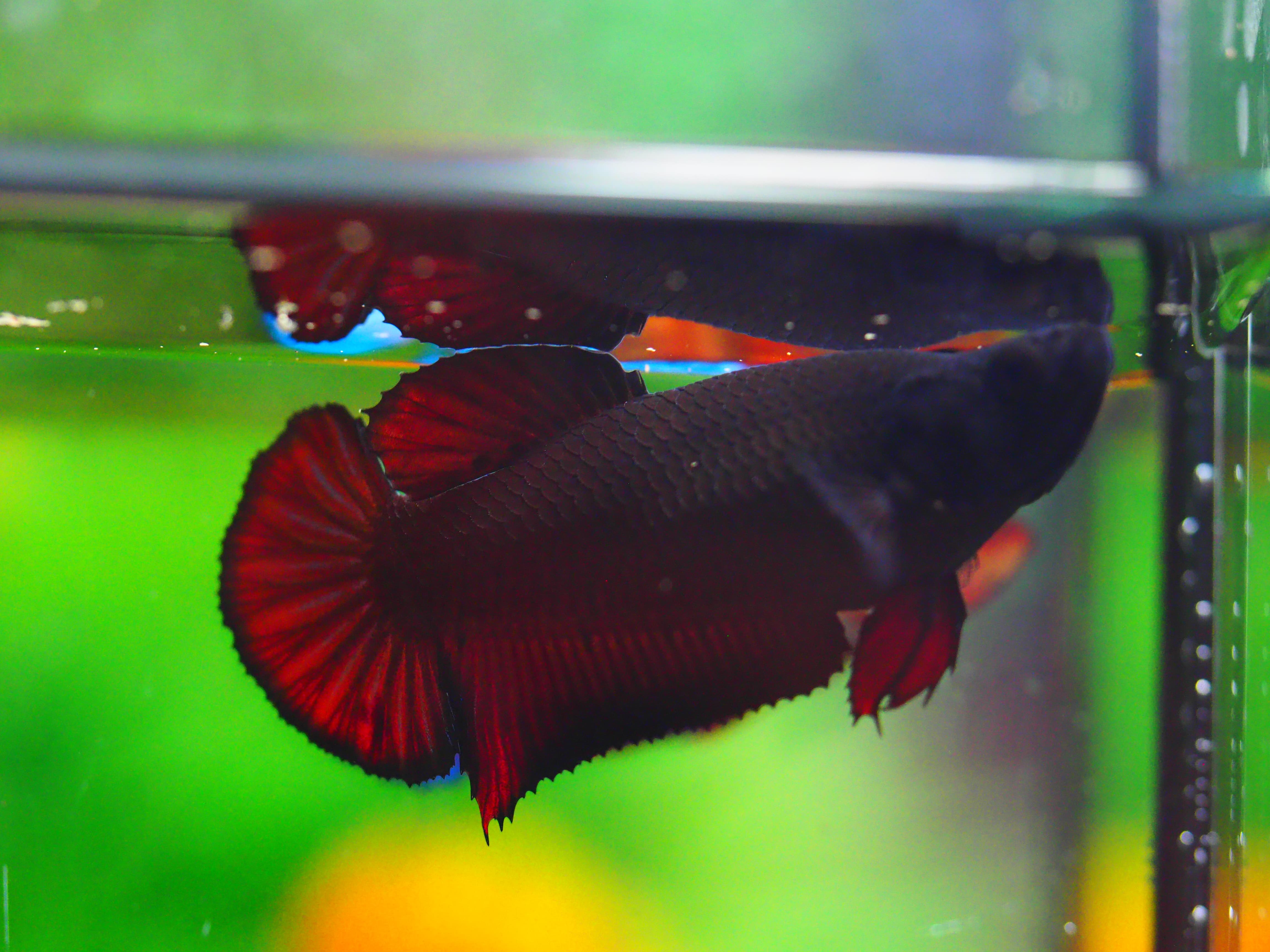 HMPK BLACK FEMALE GRADE A +++
