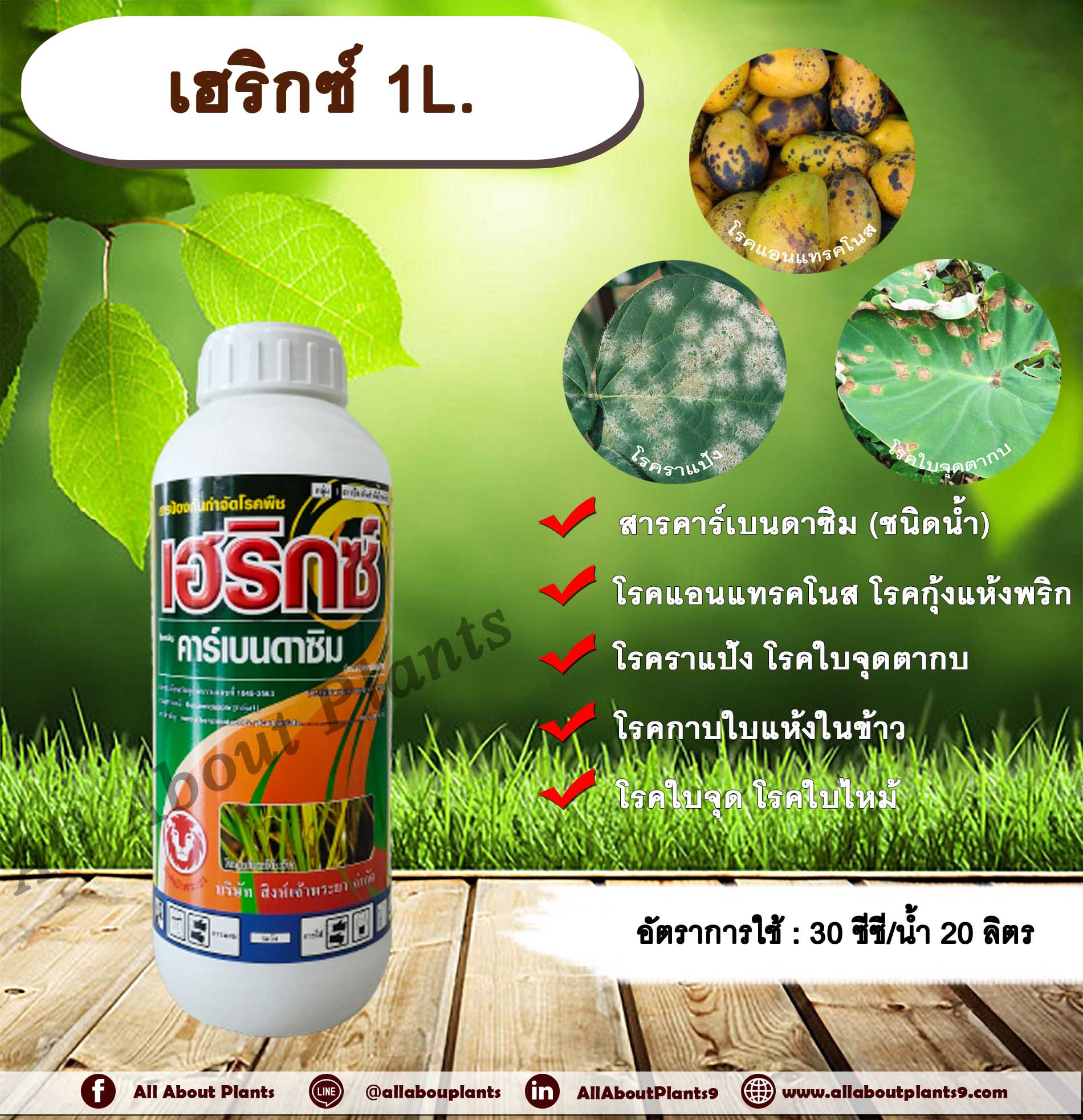 เฮริกซ์ 1L. คาร์เบนดาซิม โรคใบไหม้ โรคกาบใบแห้ง โรคใบจุดสีน้ำตาล โรคราแป้ง โรคแอนแทรกโนส โรคเมลาโนส โรคพืช เชื้อรา allaboutplants ชิ้น