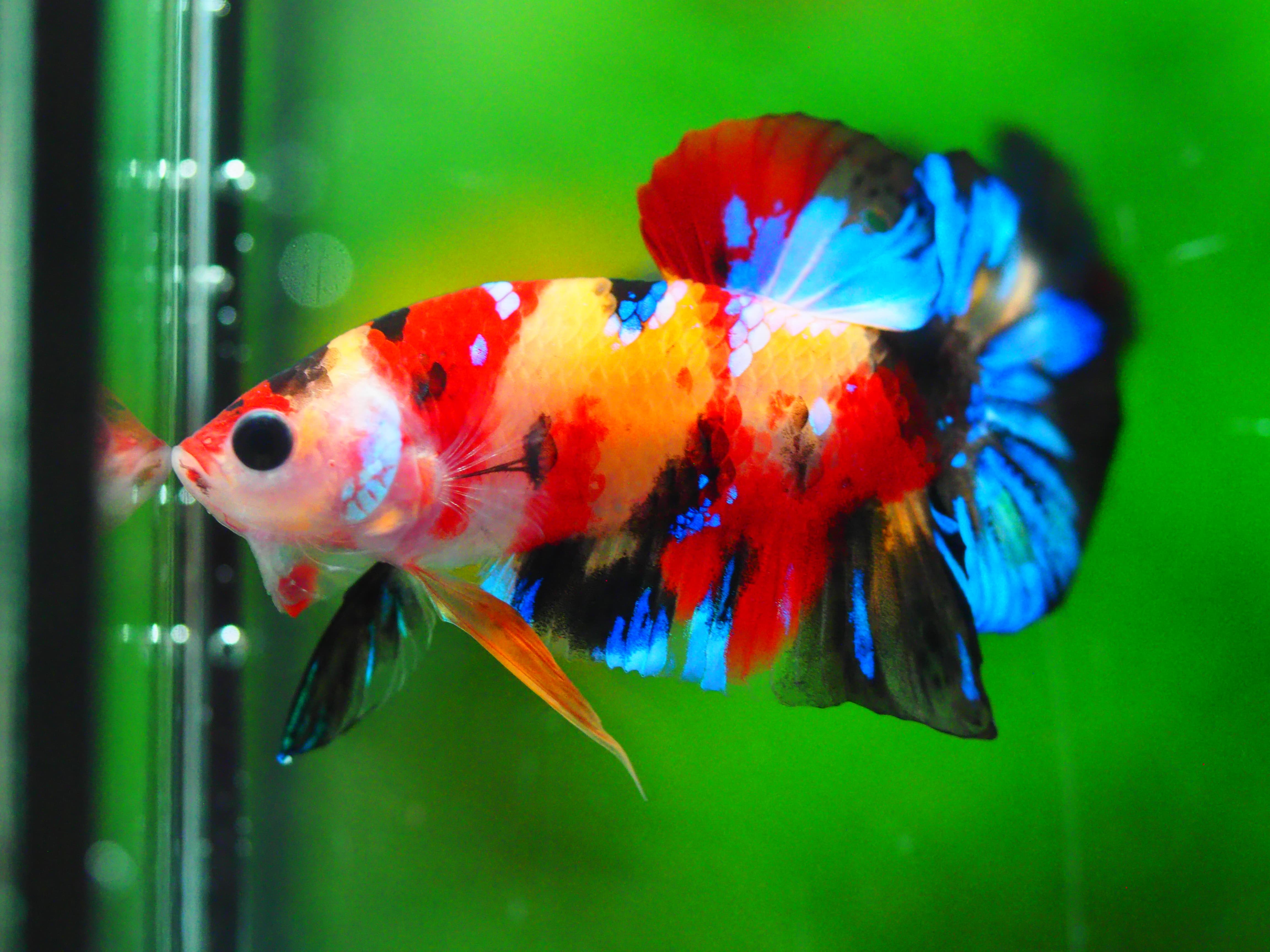 HMPK KOI NEMO GALAXY MALE GRADE A +++