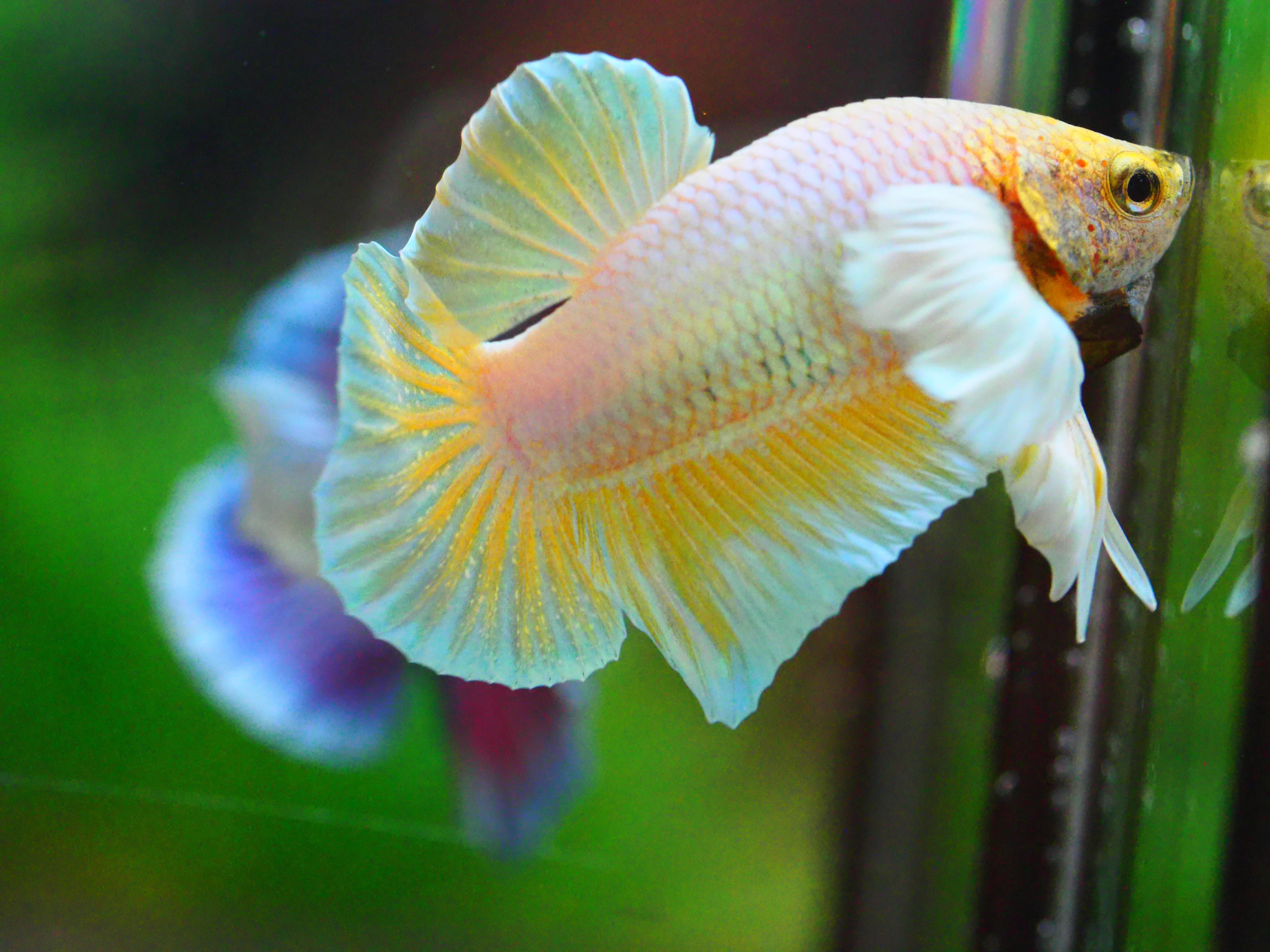 HMPK DUMBO MALE GRADE A +++