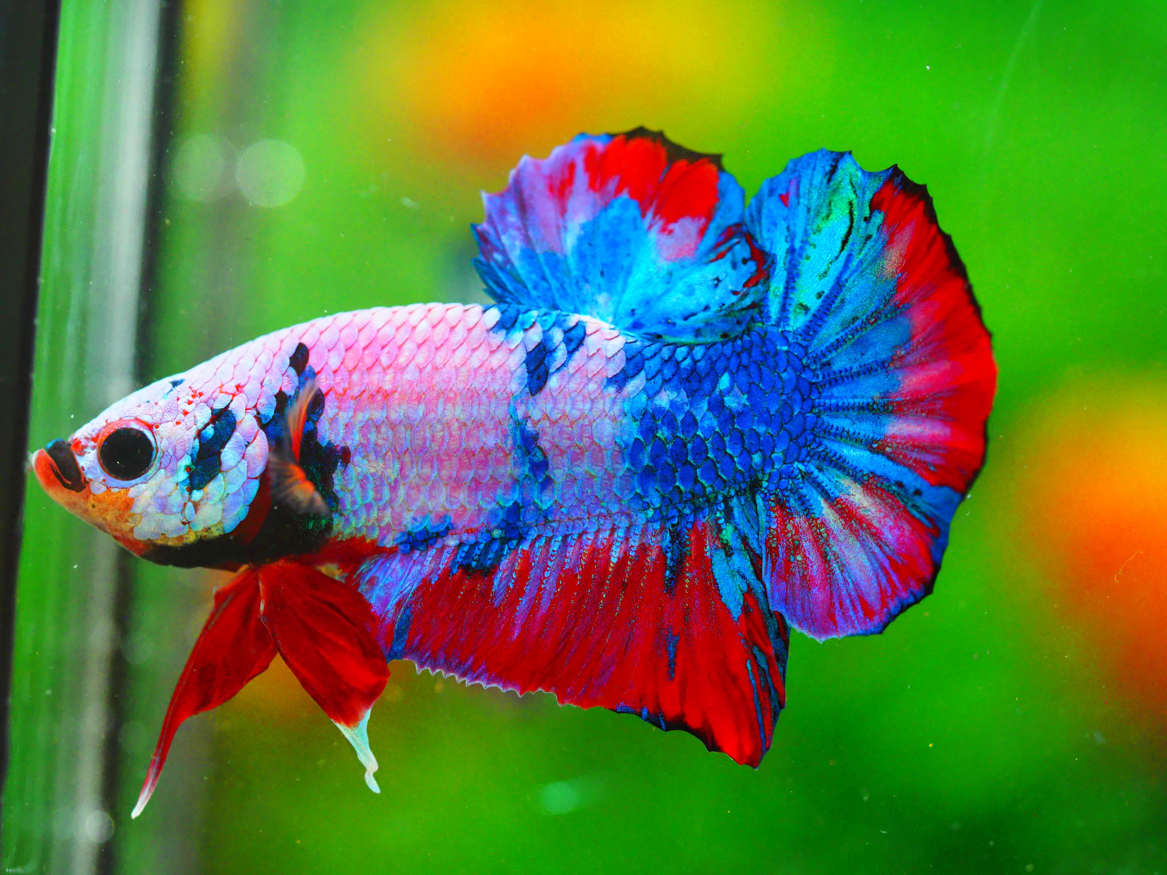 HMPK KOI FANCY MALE GRADE A +++