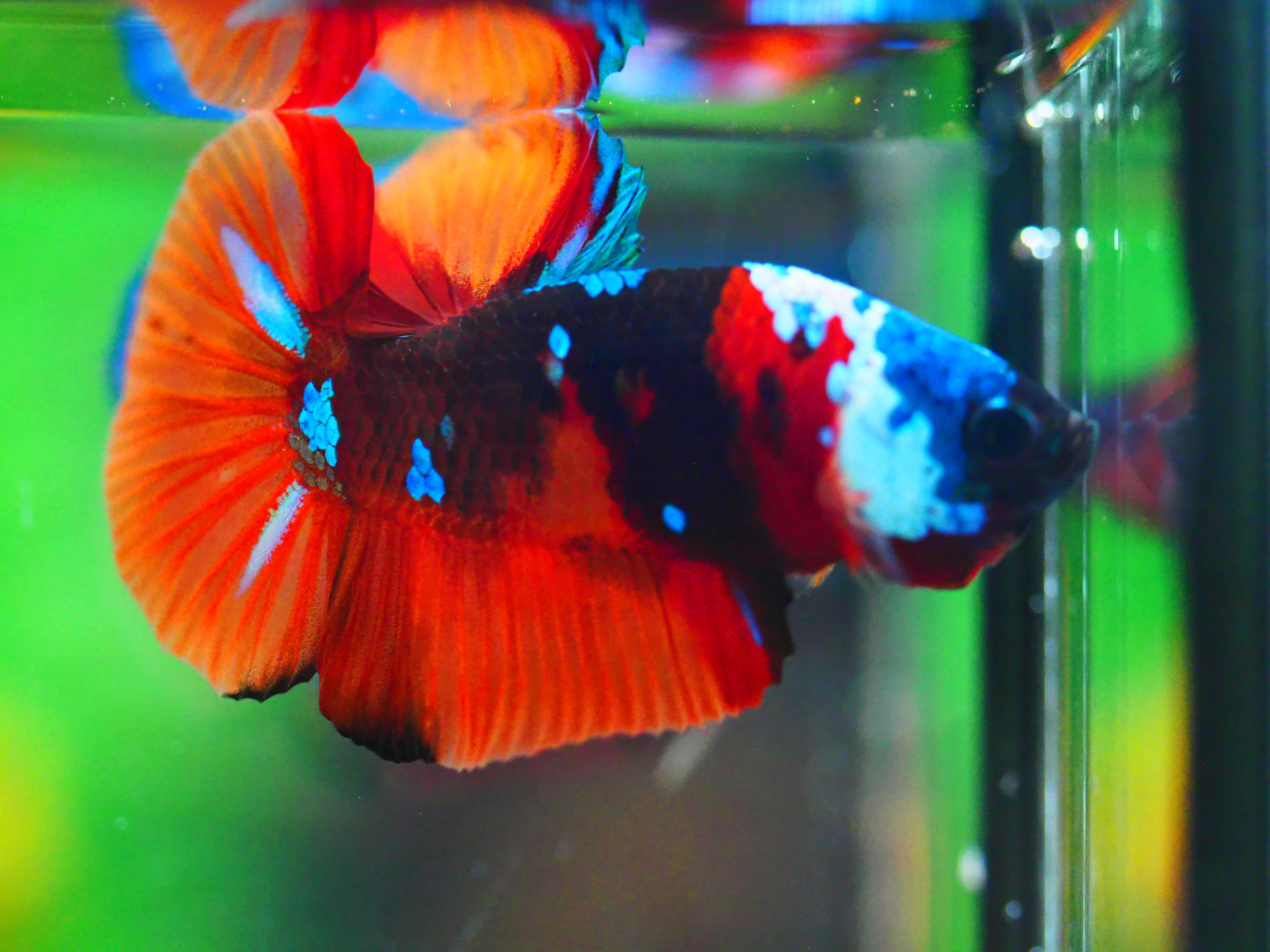 HMPK NEMO GALAXY MALE ไม่มีตะเกียบ ผลลั