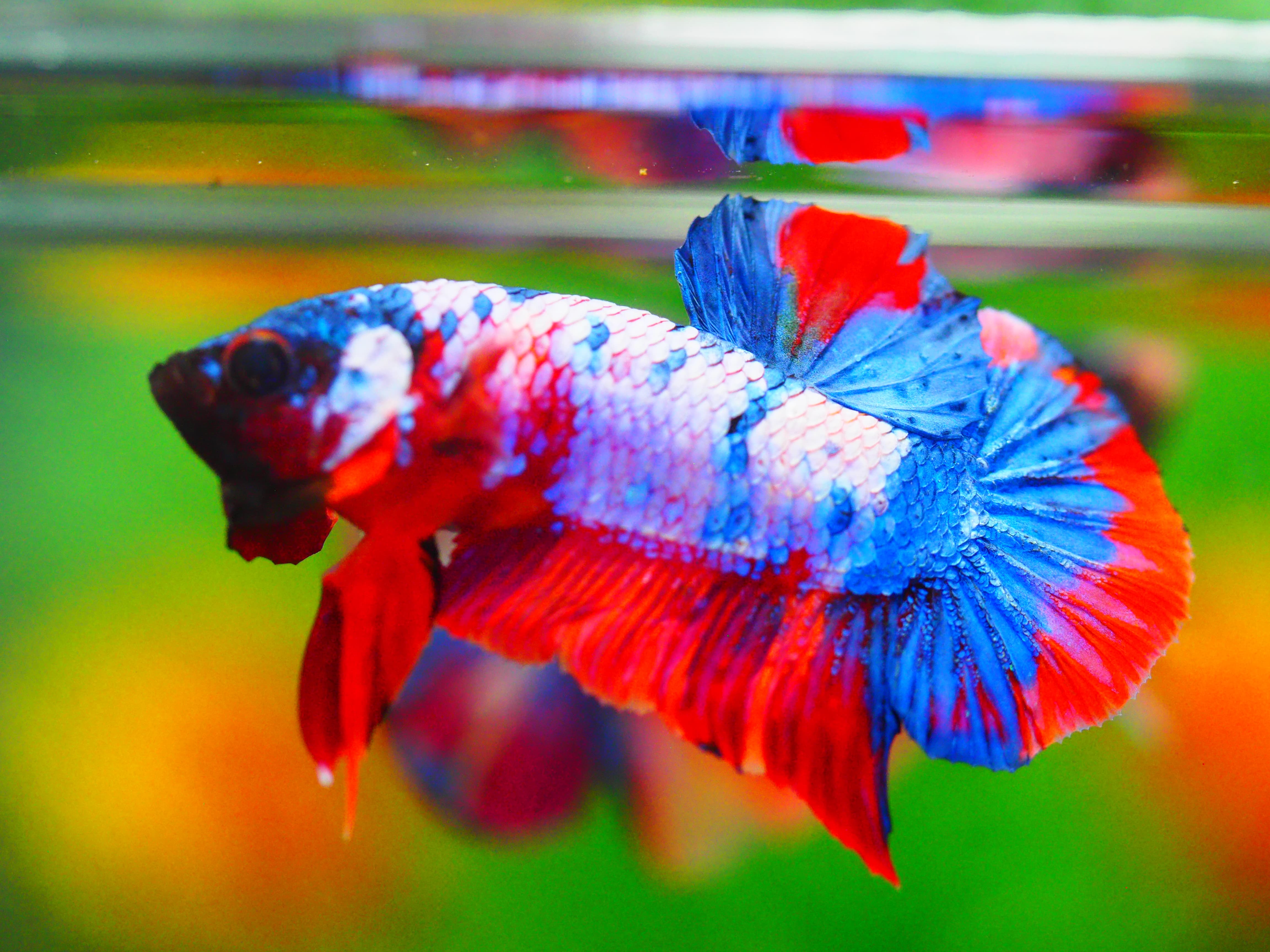 HMPK KOI FANCY MALE GRADE A +++
