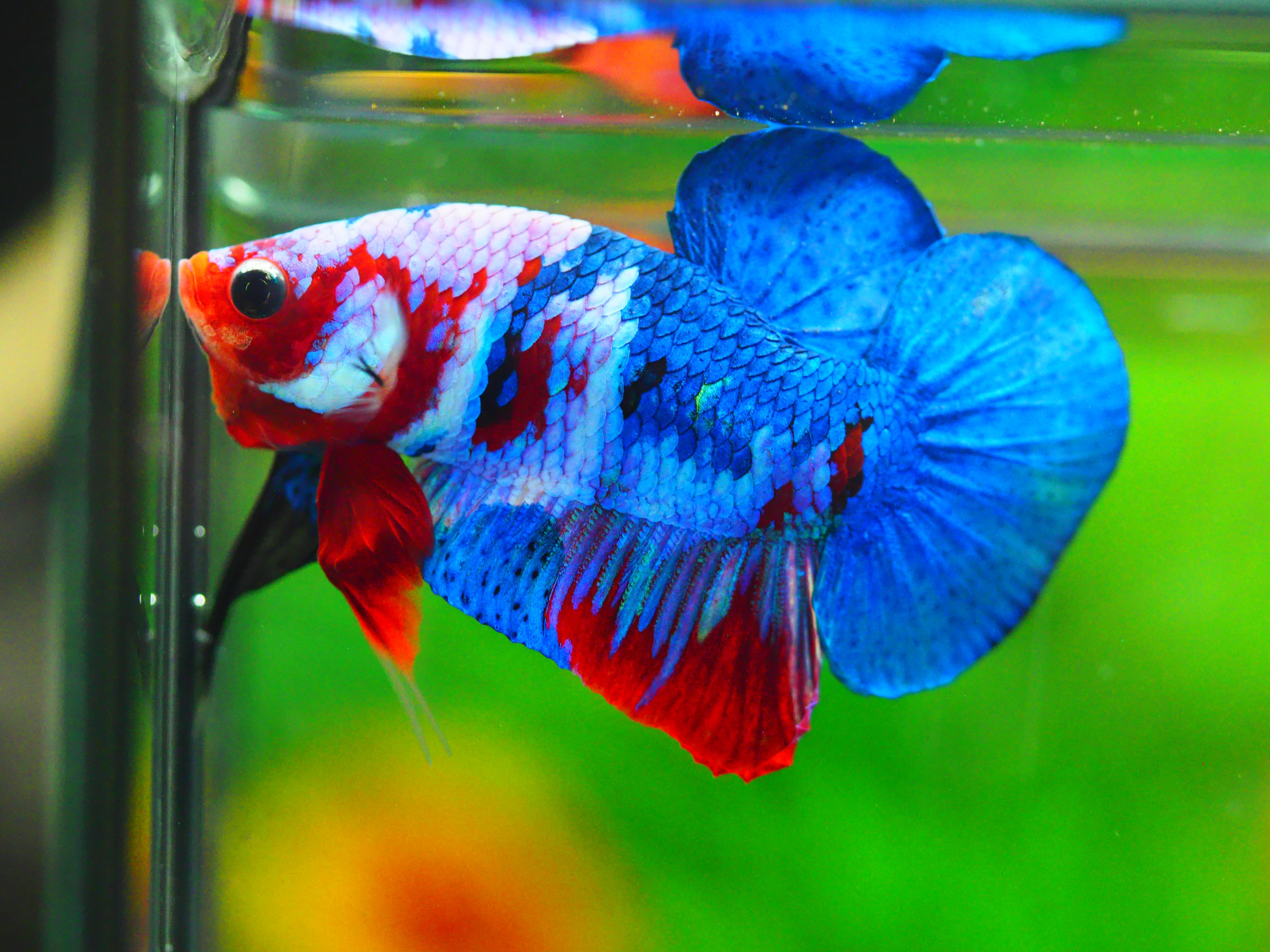 HMPK KOI GALAXY MALE GRADE A +++