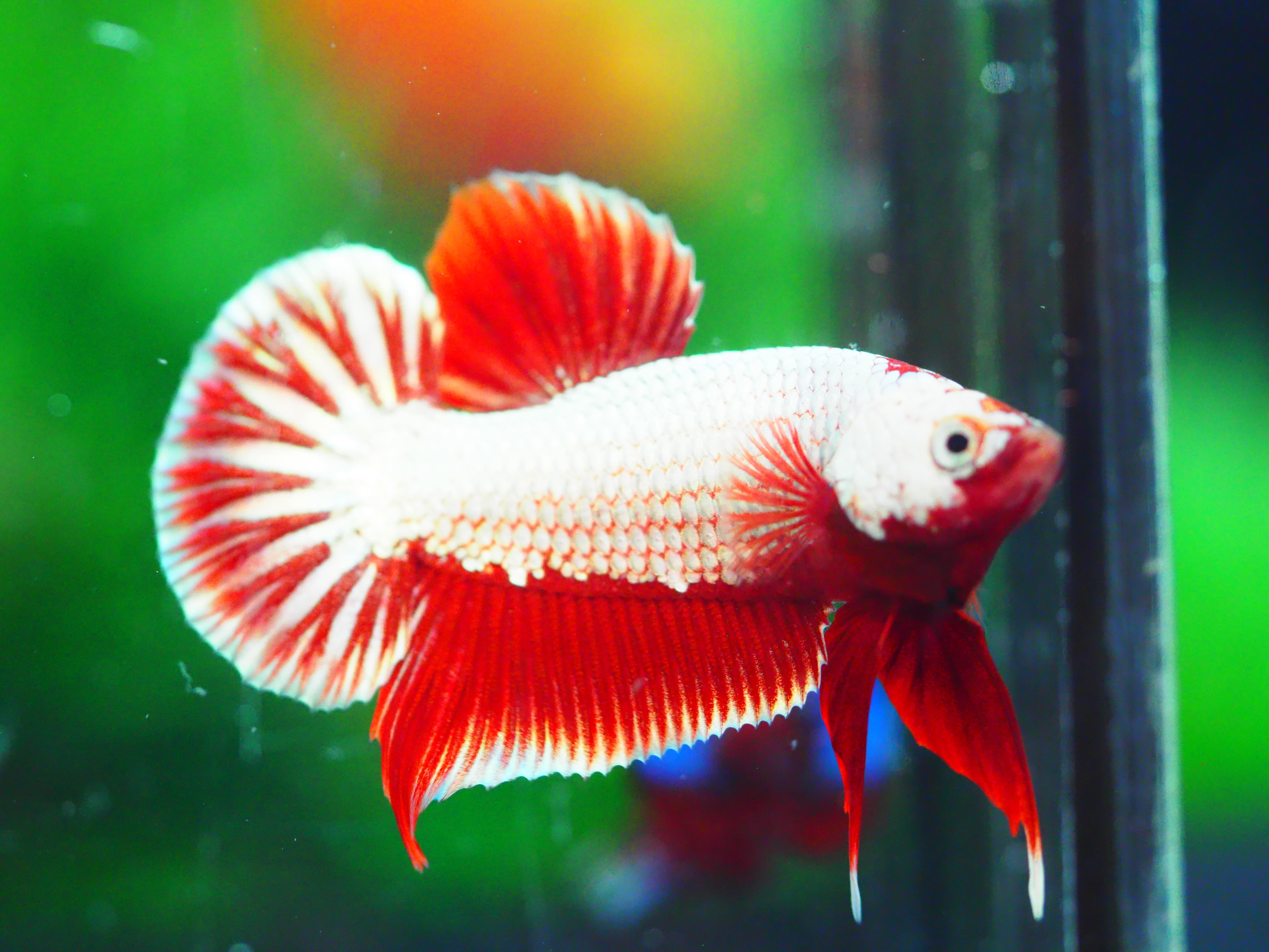 HMPK COPPER RED MALE GRADE A +++