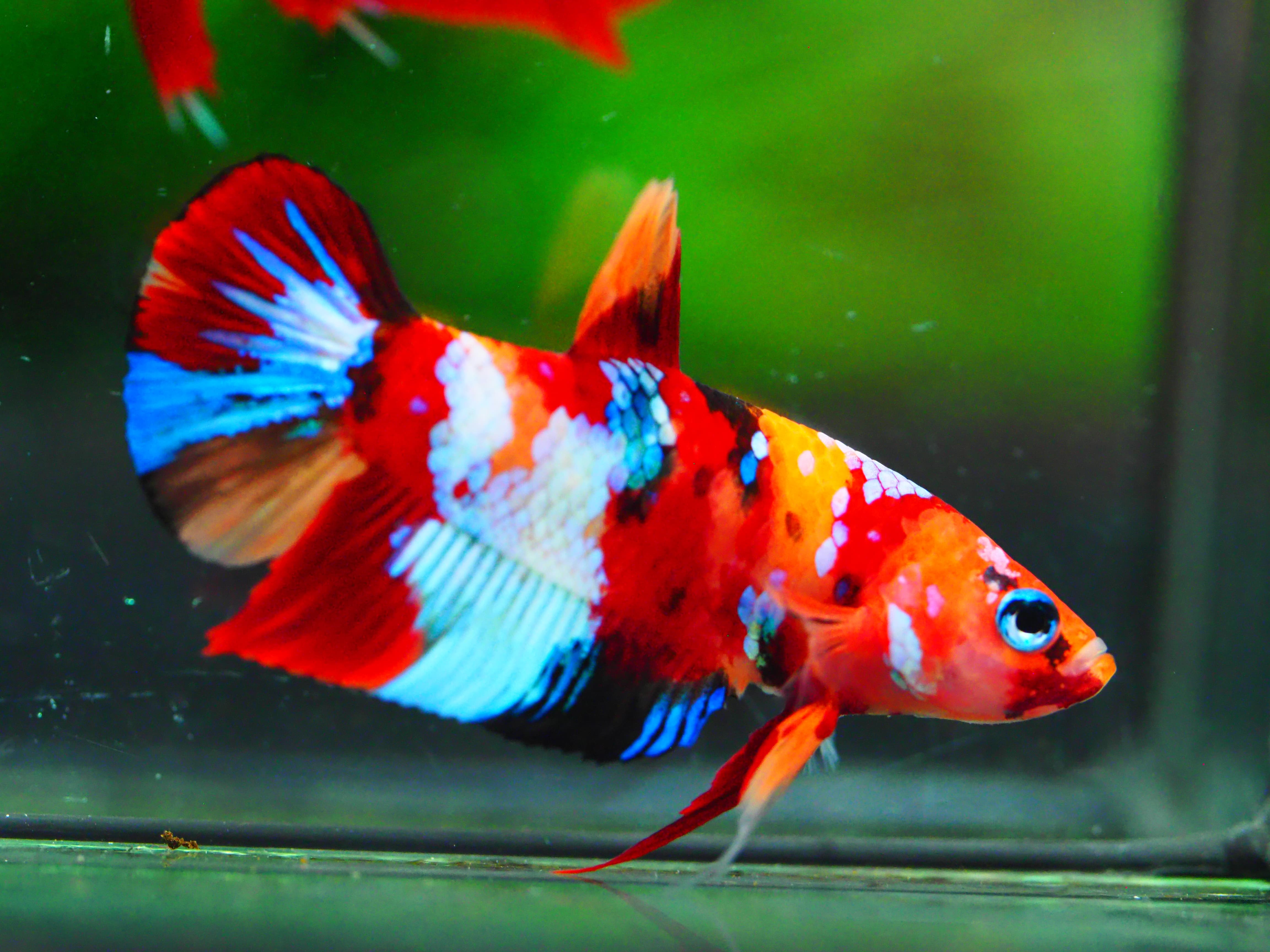 HMPK NEMO GALAXY MALE GRADE A +++