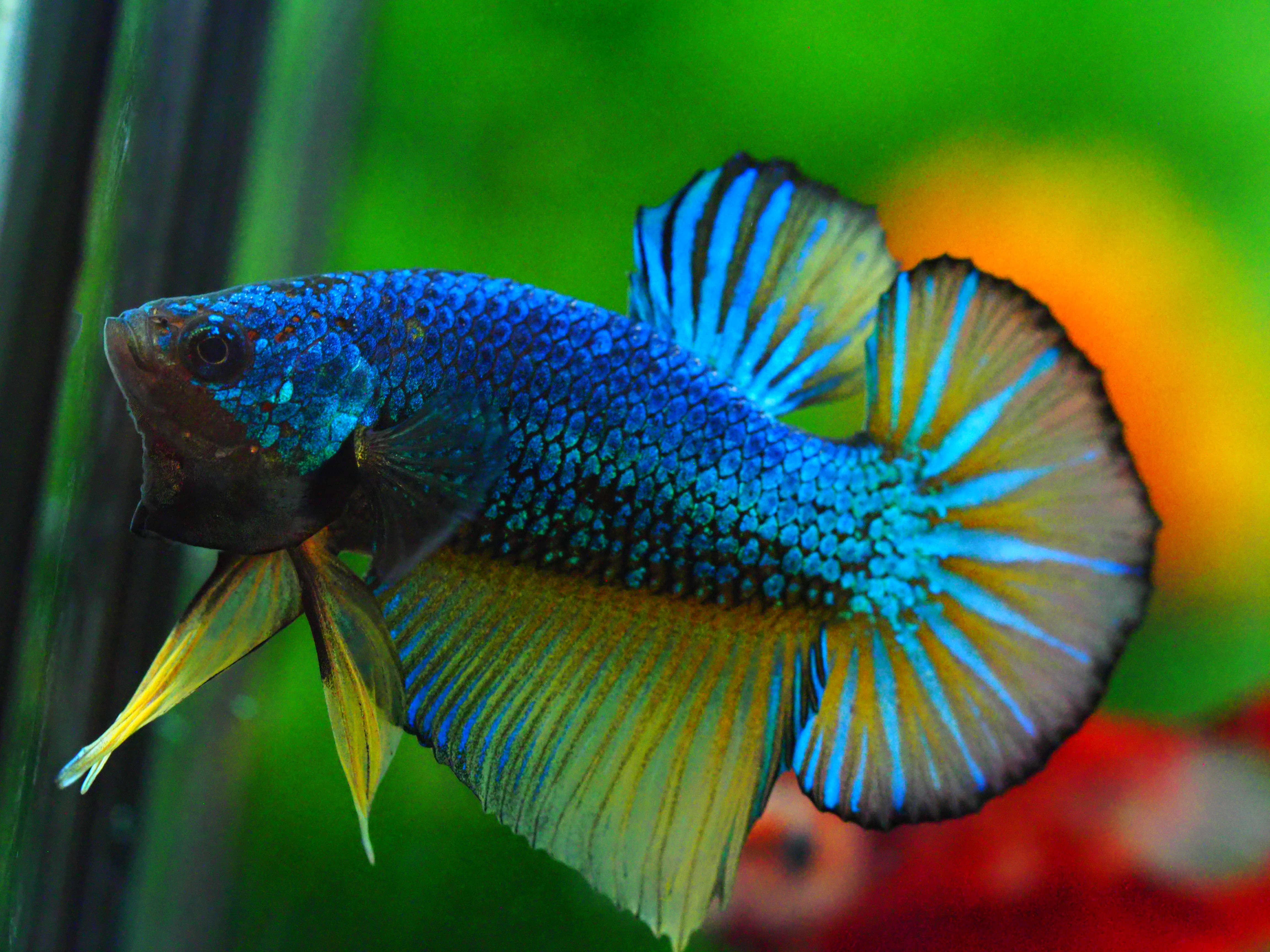 HMPK FANCY MALE GRADE A +++