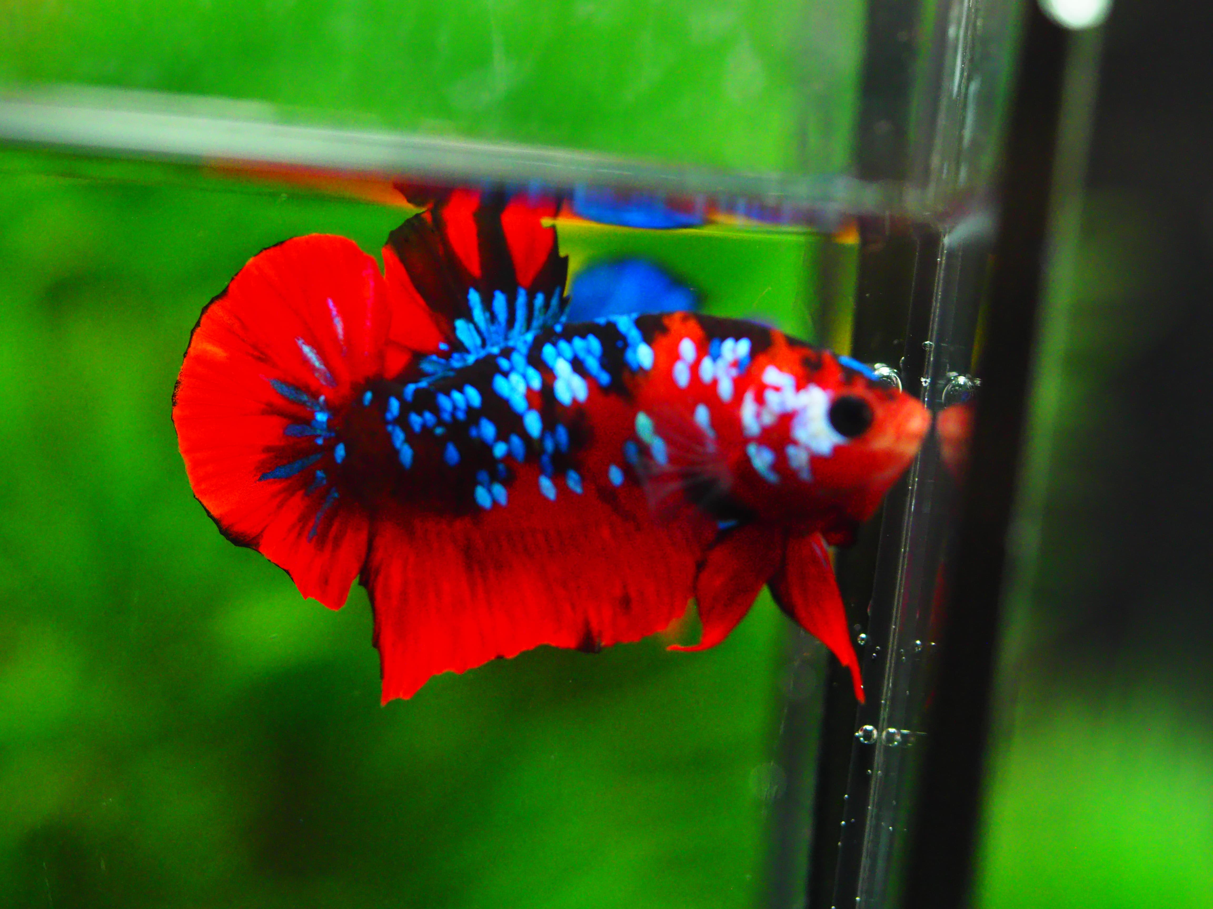 HMPK KOI GALAXY MALE GRADE A +++