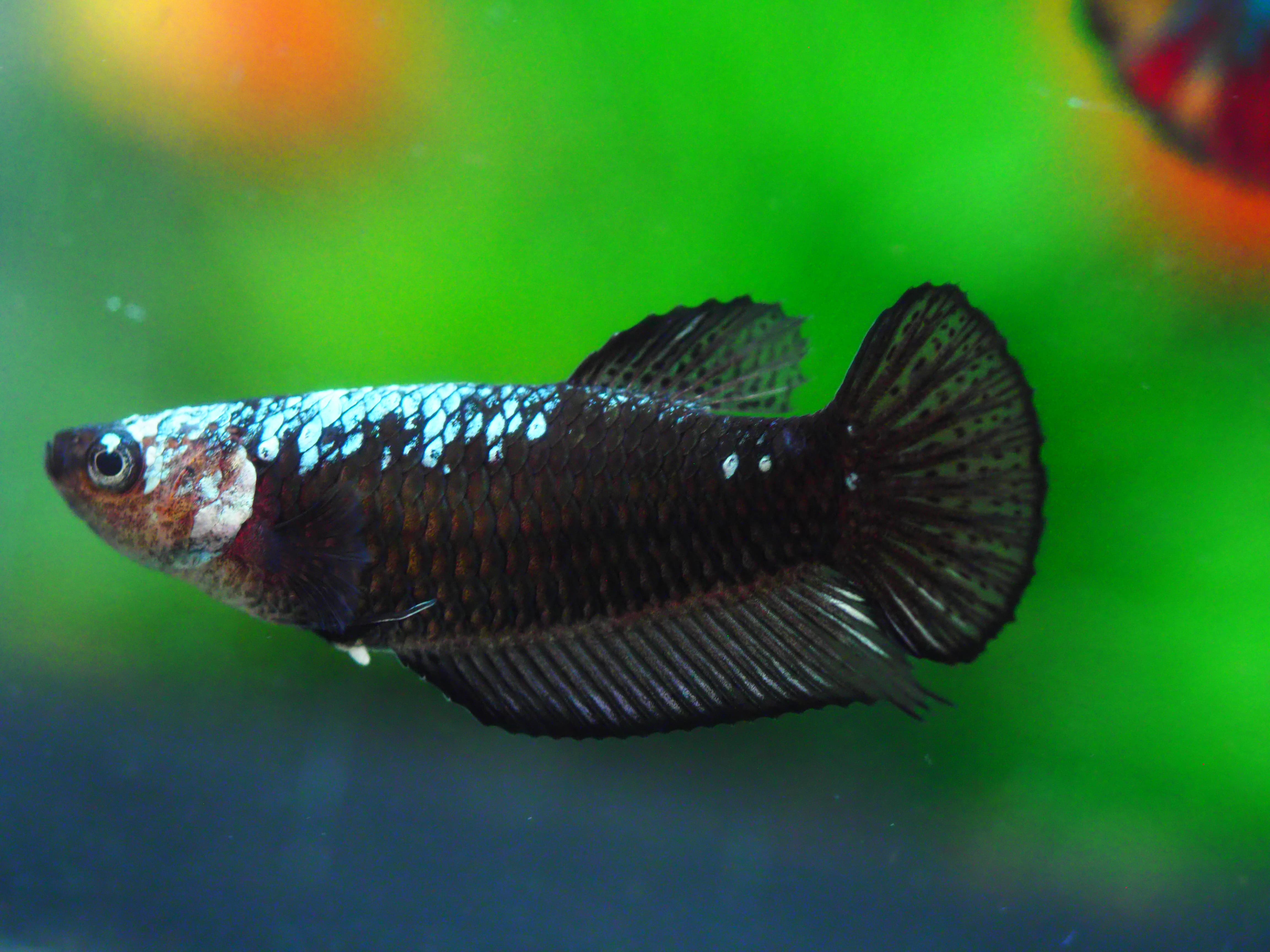 HMP BLACK SAMURAI FN MALE GRADE A +++