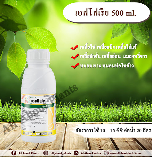เอฟโฟเรีย 500ml. แลมบ์ดาไซฮาโลทริน ไทอะมีท๊อกแซม สารกำจัดแมลง เพลี้ยไฟ เพลี้ยอ่อน เพลี้ยแป้ง แมลงหวี่ขาว หนอน น็อคเย็น allaboutplants ชิ้น