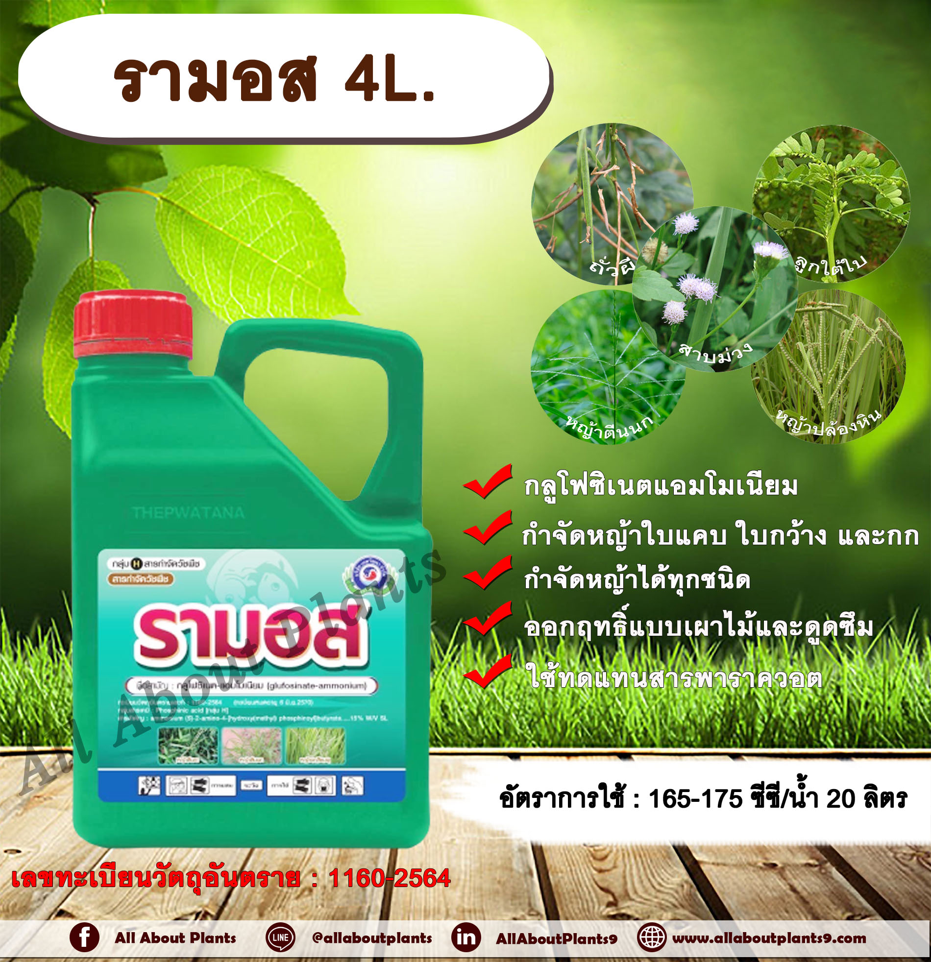 รามอส 4L. กลูโฟซิเนตแอมโมเนียม สารกำจัดวัชพืช กำจัดหญ้าใบแคบ ใบกว้าง กก หญ้าทุกชนิด ออกฤทธิ์แบบเผาไหม้และดูดซึม กระติก