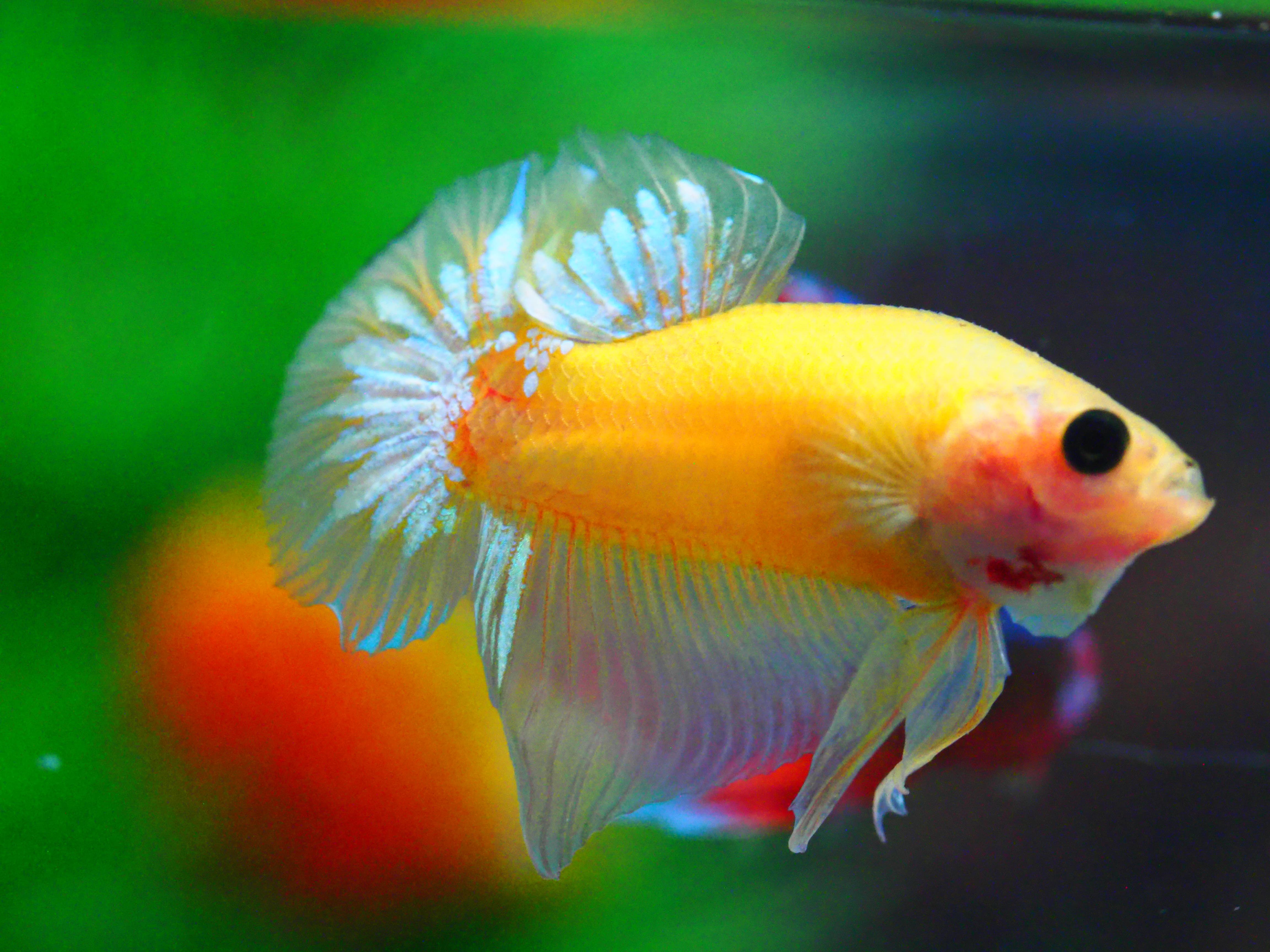 HMPK FANCY MALE GRADE A +++