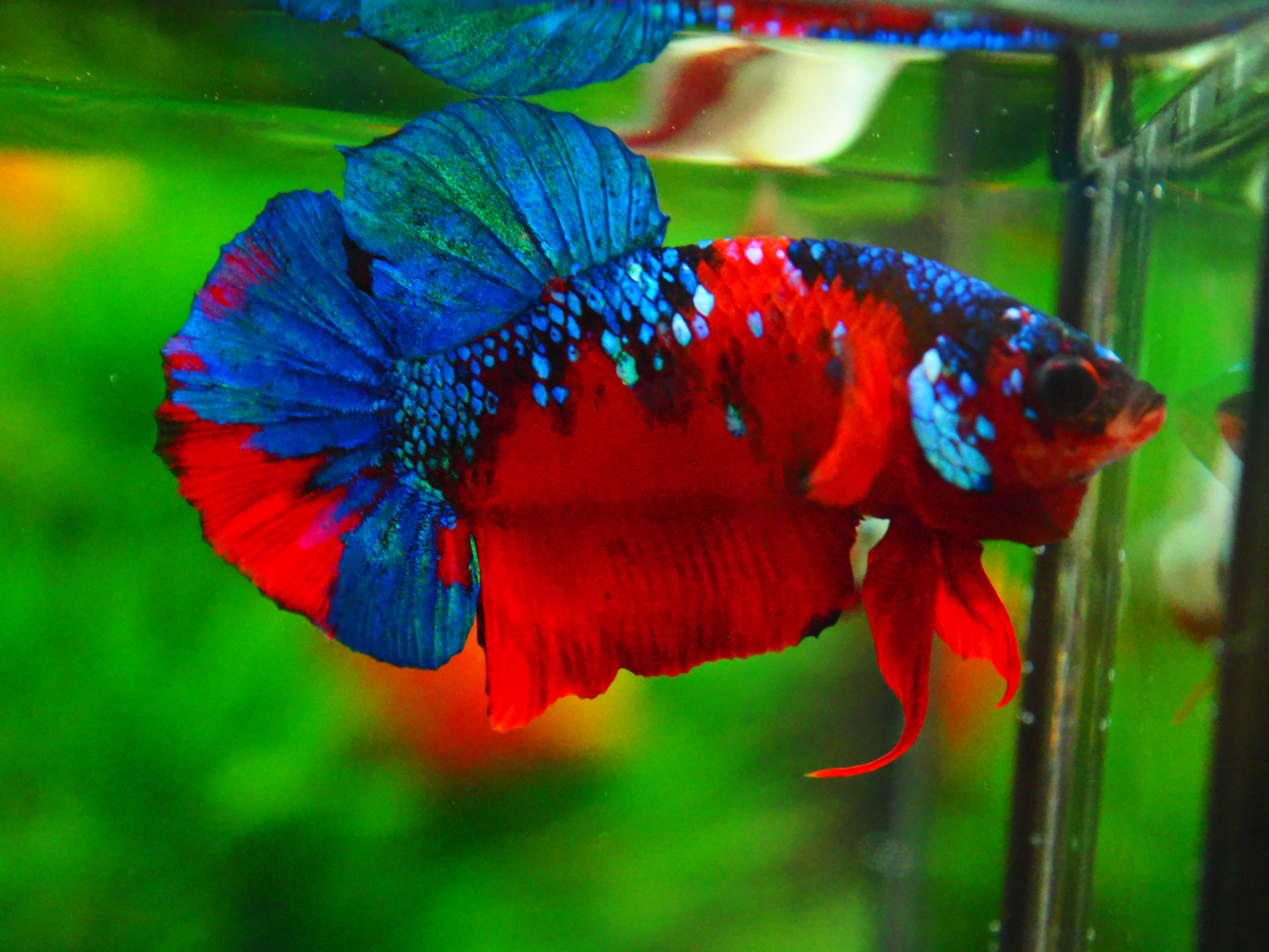 HMPK KOI GALAXY MALE GRADE A +++