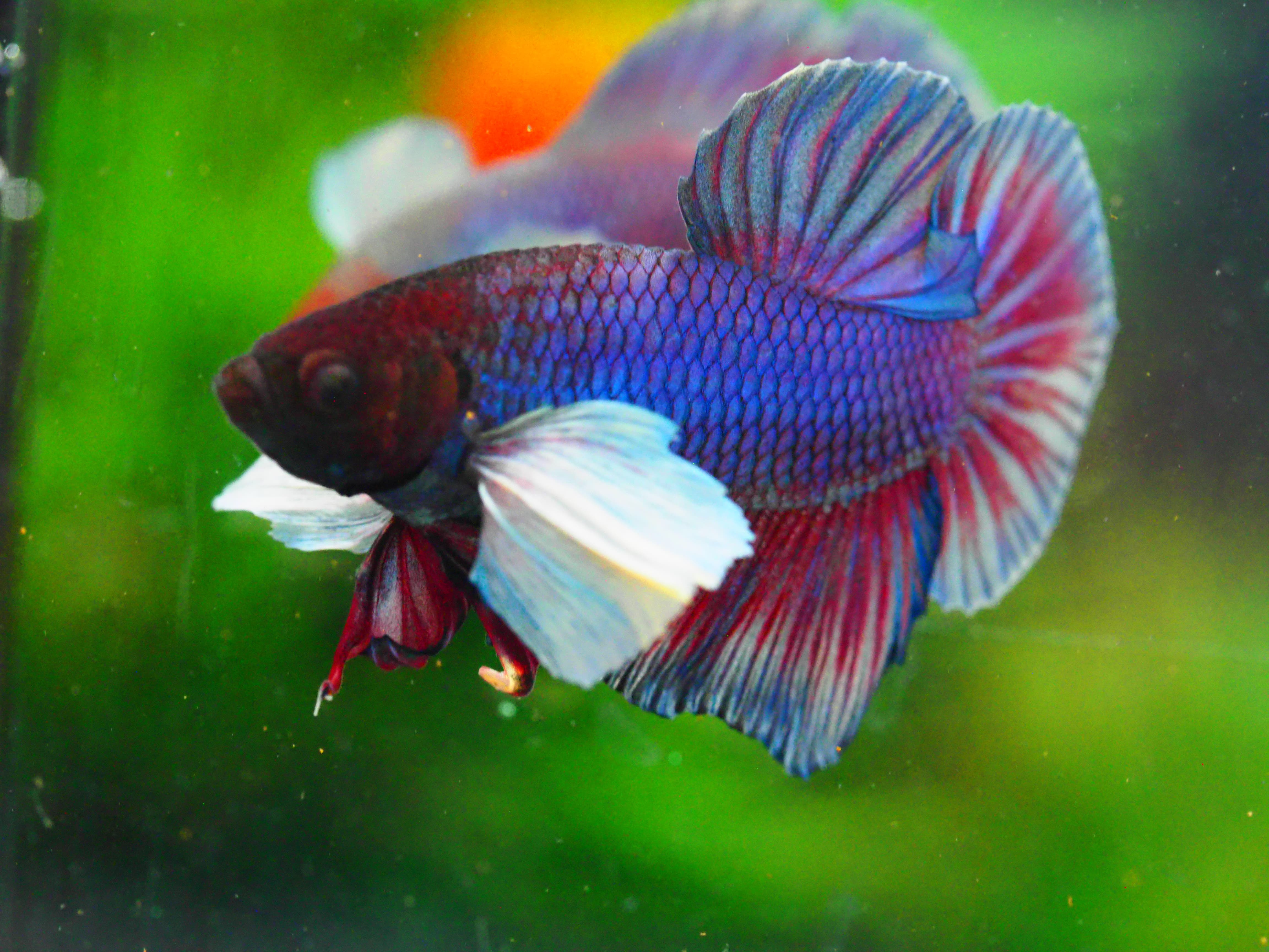 HMPK DUMBO MALE GRADE A +++