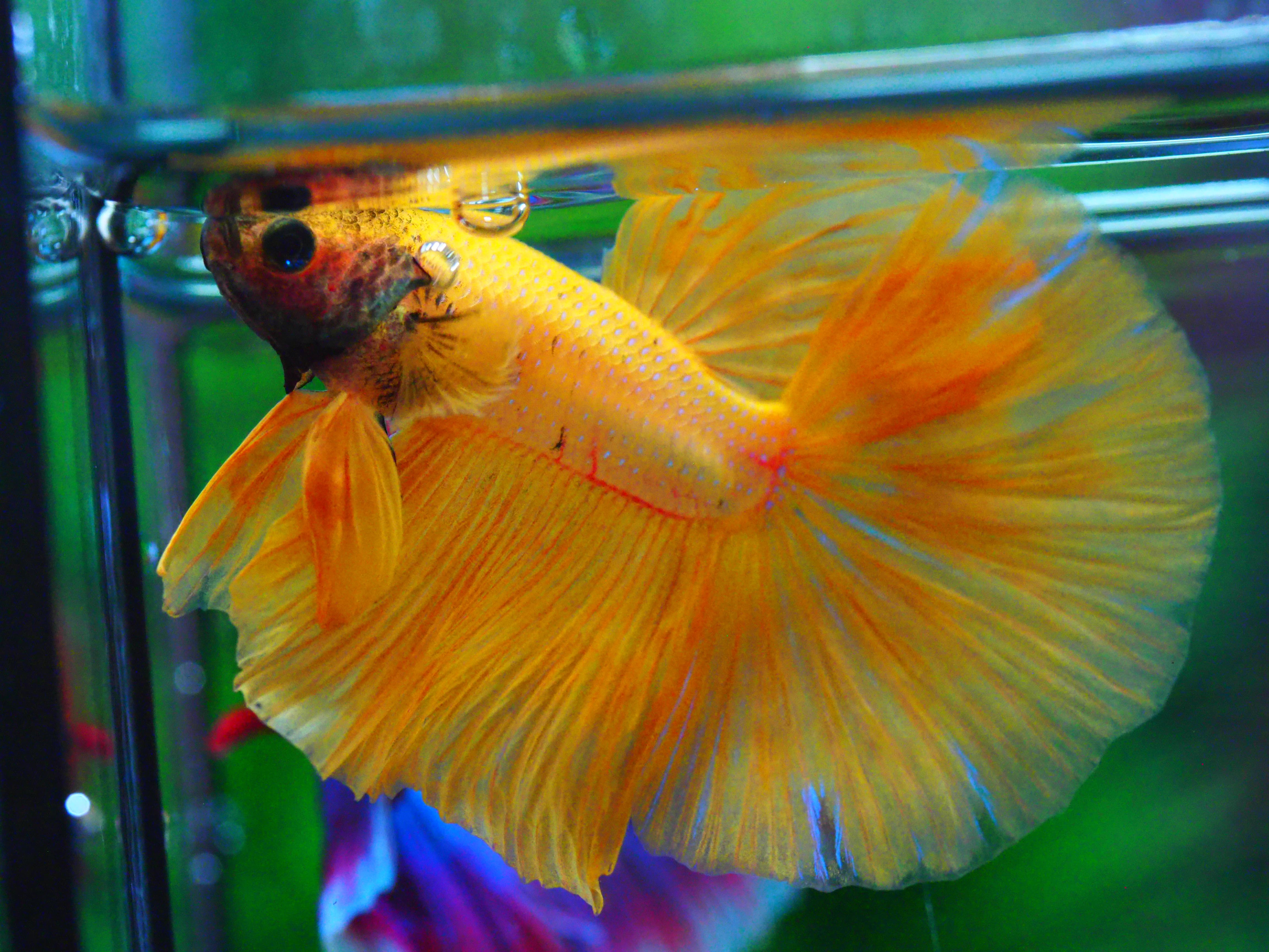 HM YELLOW MALE GRADE A +++