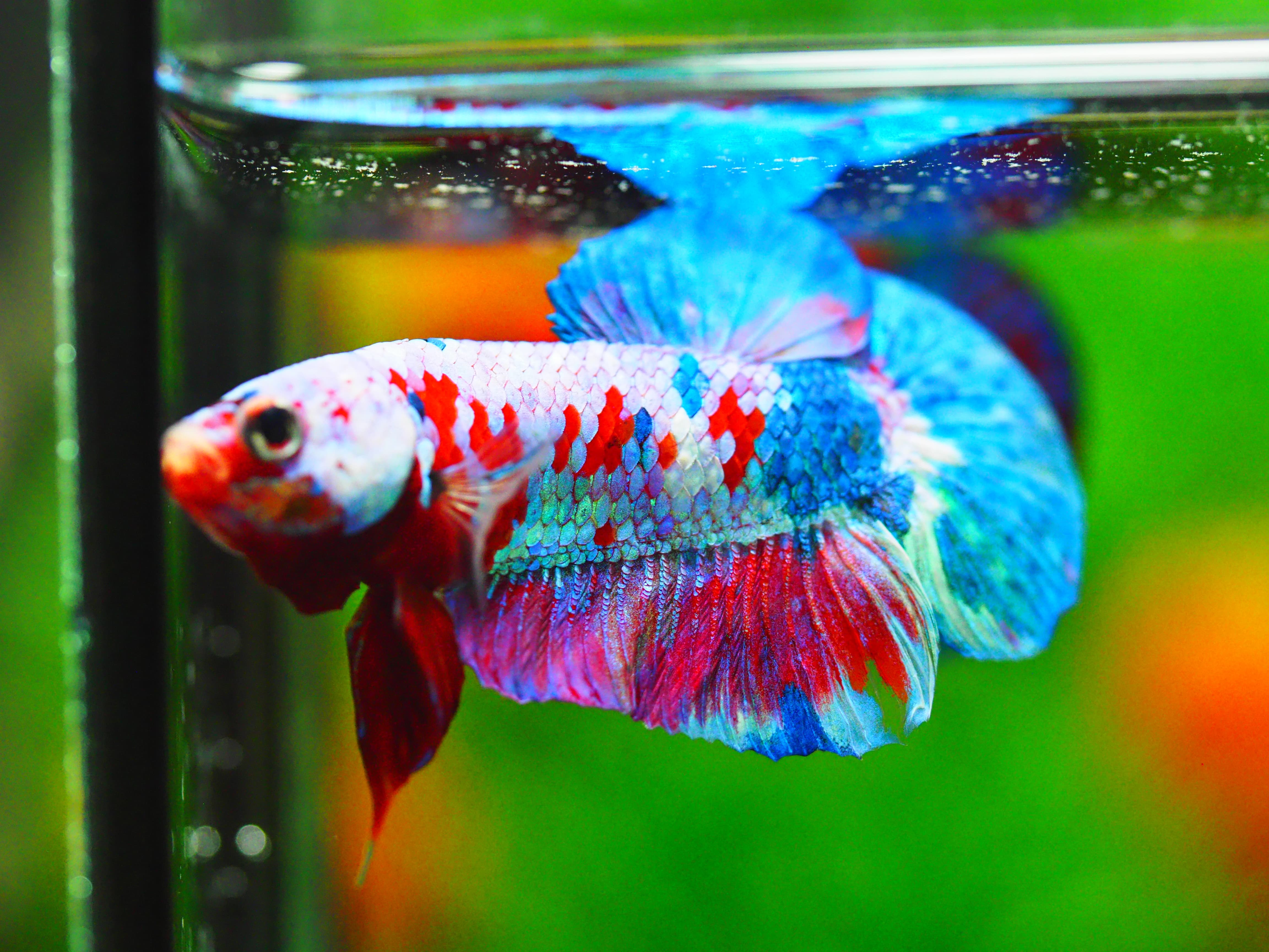 HMPK KOI GALAXY MALE