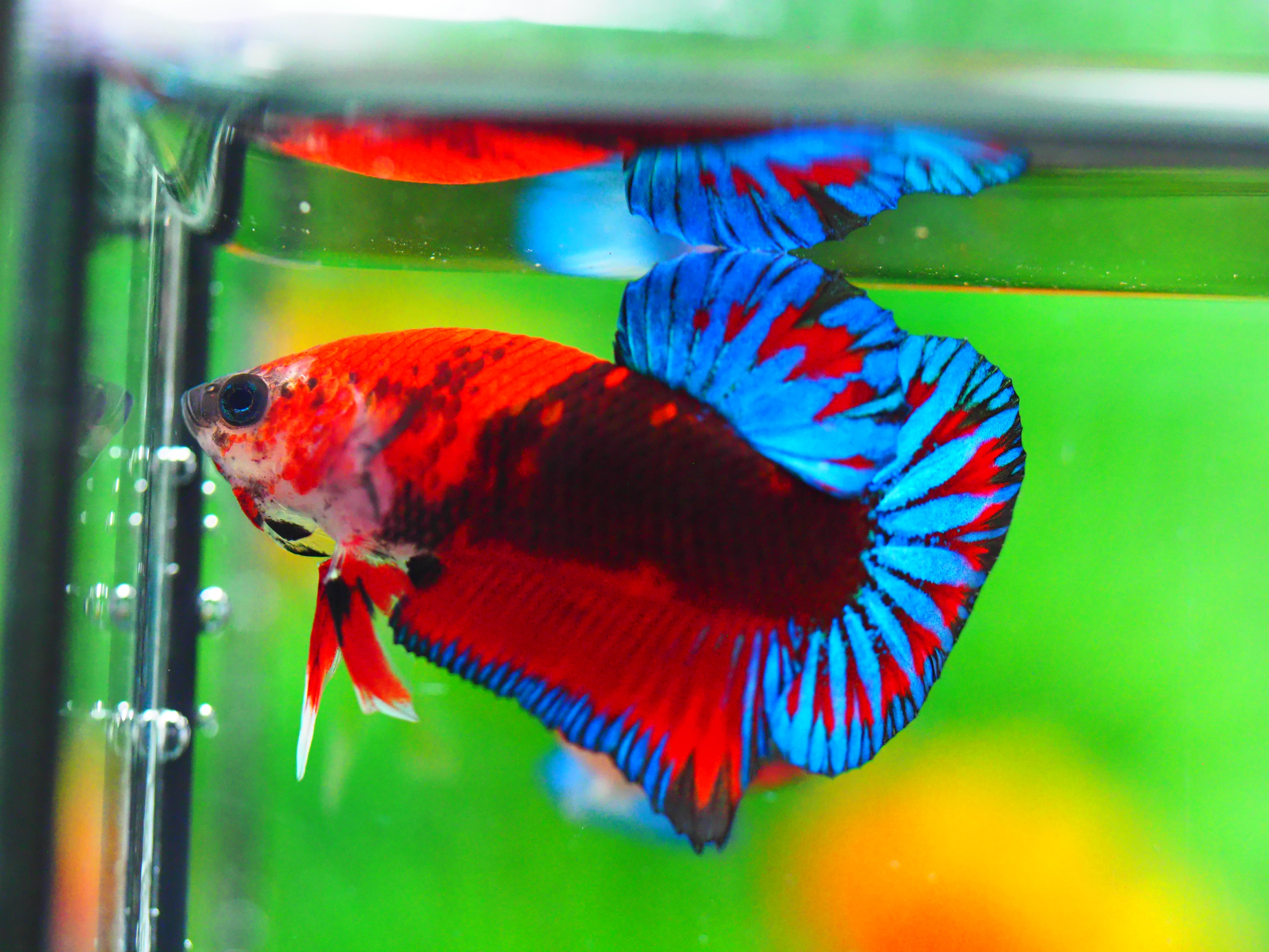 HMPK FANCY MALE GRADE A +++