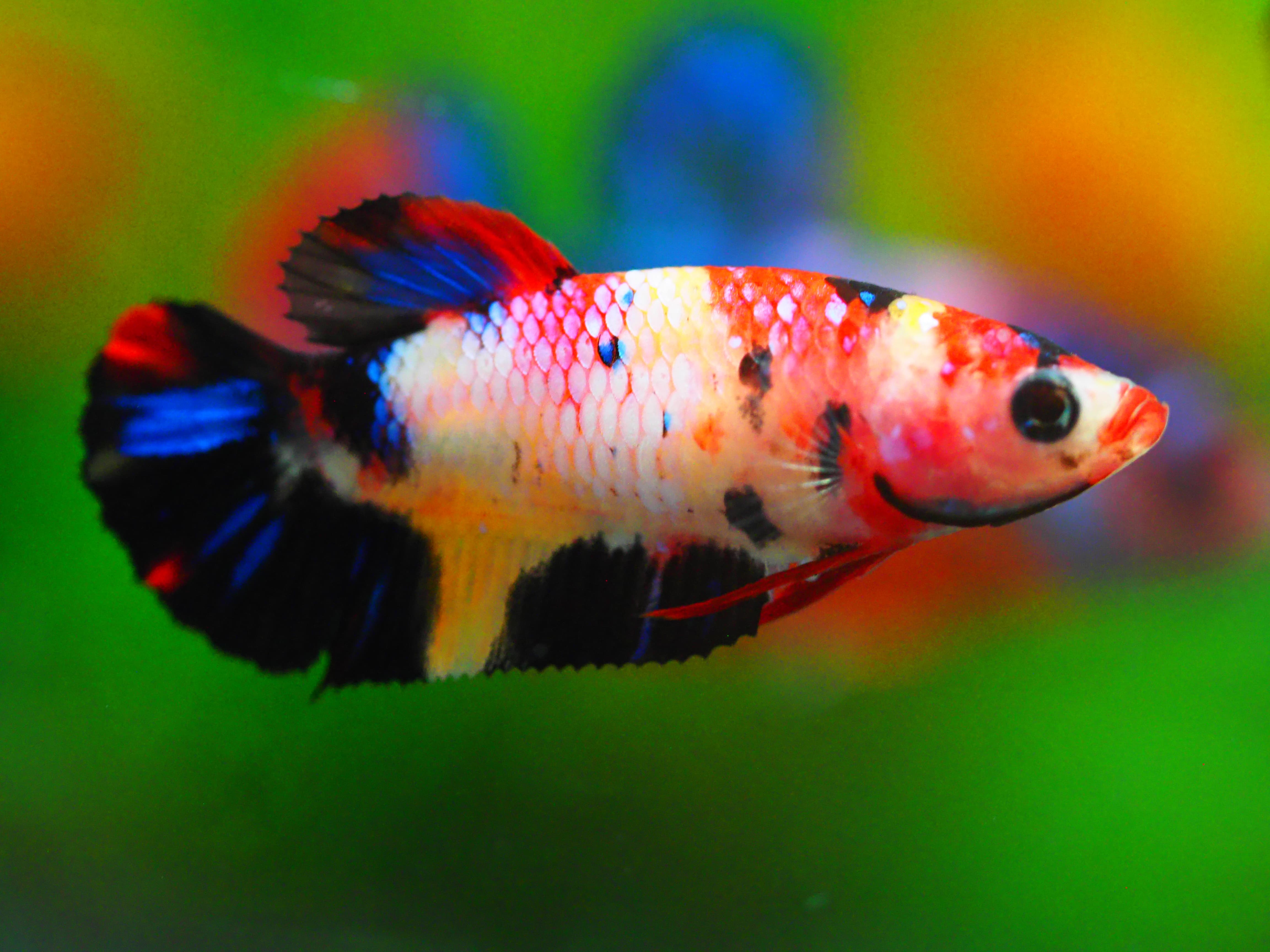 HMPK KOI GALAXY FNMALE GRADE A +++