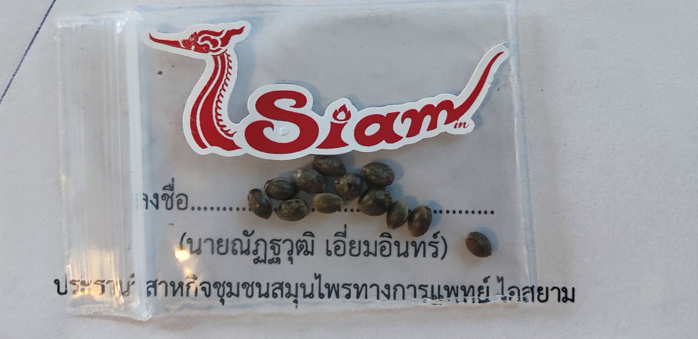 เมล็ดกัญชา หางกระรอกภูพาน พันธุ์แท้ ออแกนิค ไอสยาม !โปรดระวังของปลอม!