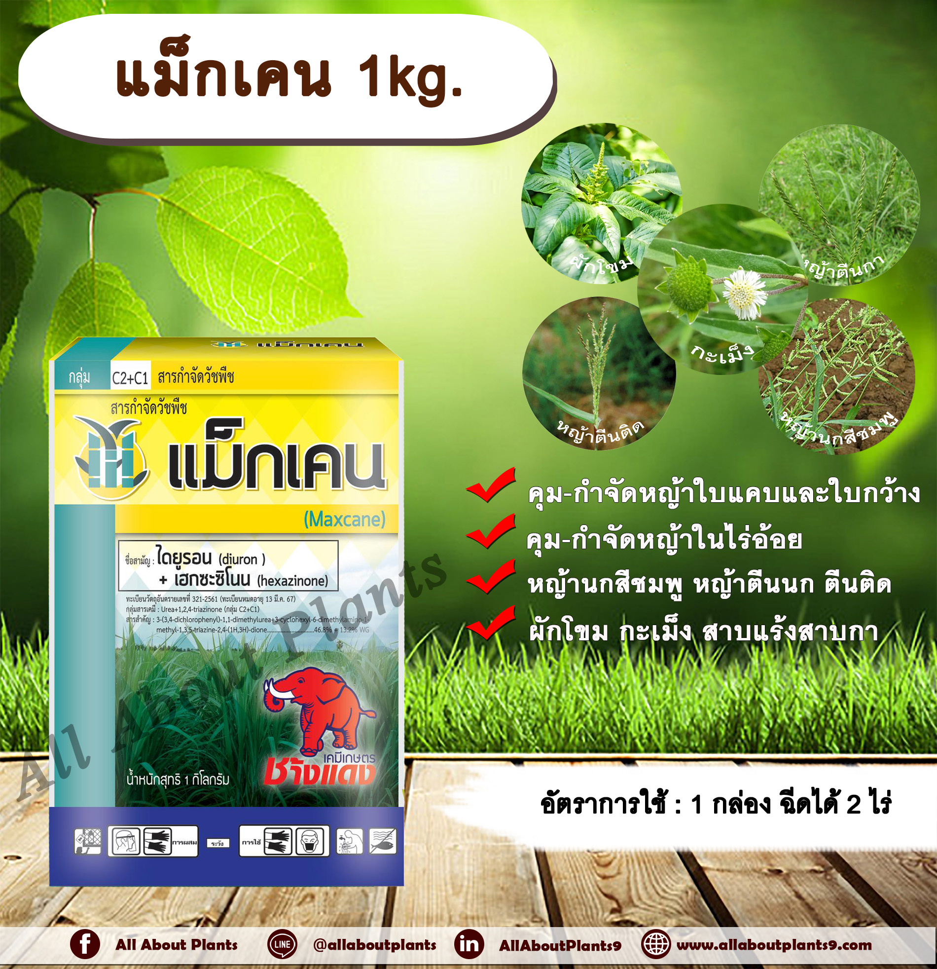 แม็กเคน 1kg. ไดยูรอน+เฮกซาซิโนน สารกำจัดวัชพืช สารคุมวัชพืช ในไร่อ้อย กำจัดหญ้า คุมหญ้า กำจัดหญ้าใบแคบและใบกว้าง หญ้านกสีชมพู หญ้าตีนนก หญ้าตีนติด หญ้าหางนกยูงใหญ่ กะเม็ง ผักโขม สาบแร้งสาบกา ตราช้างแดง allaboutplants ชิ้น