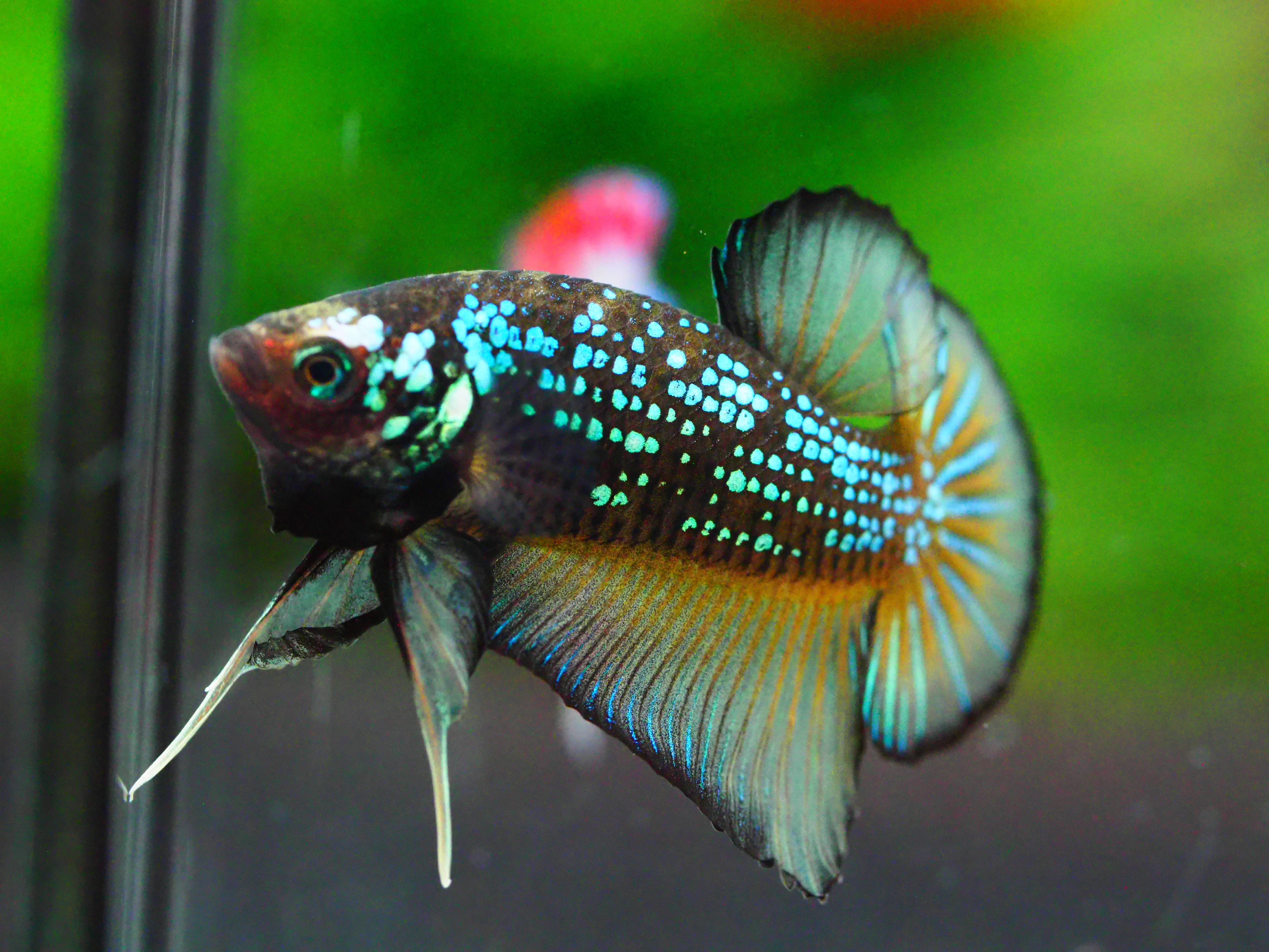 HMPK FANCY MALE GRADE A +++