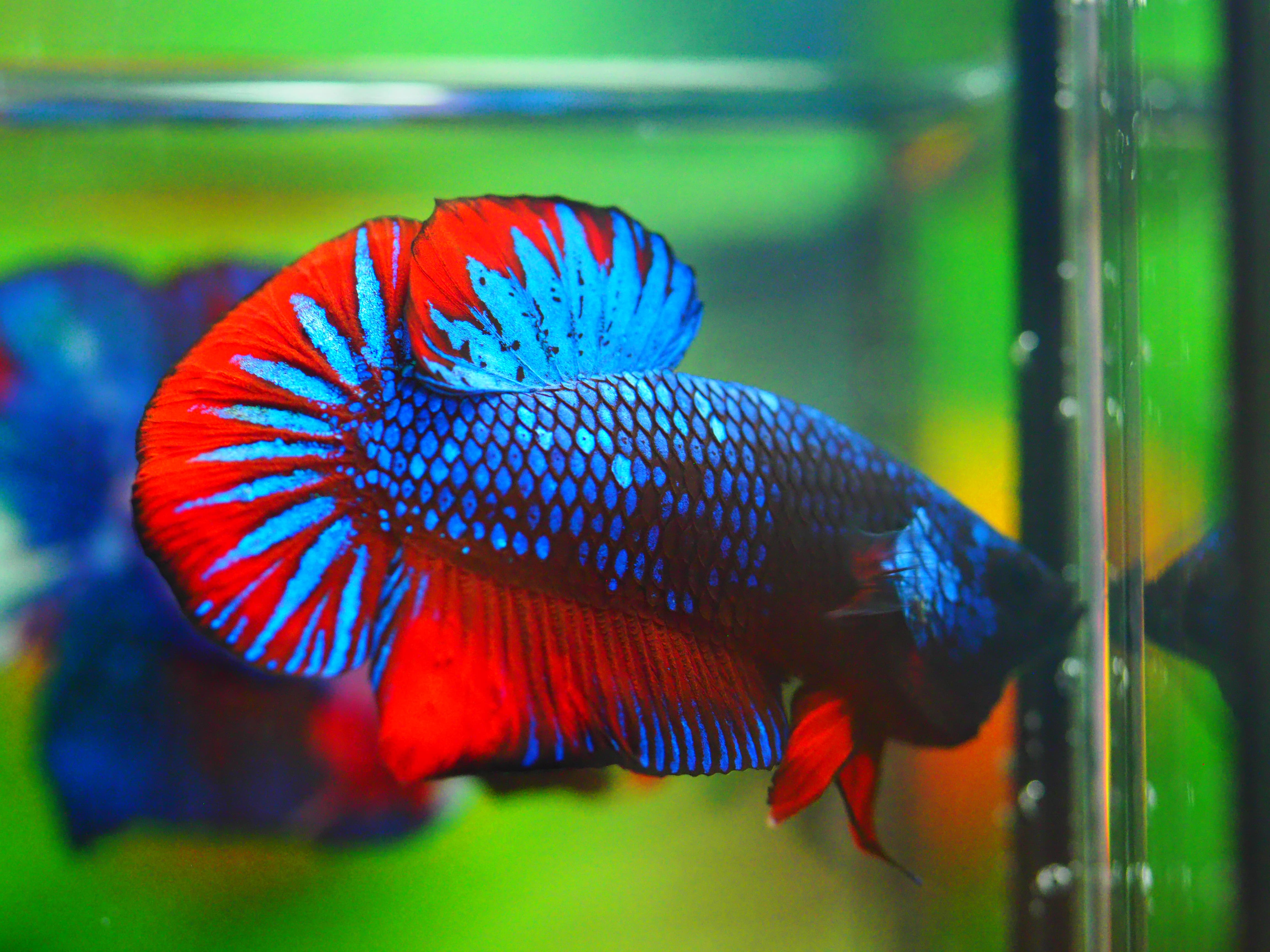 HMPK FANCY MALE GRADE A +++