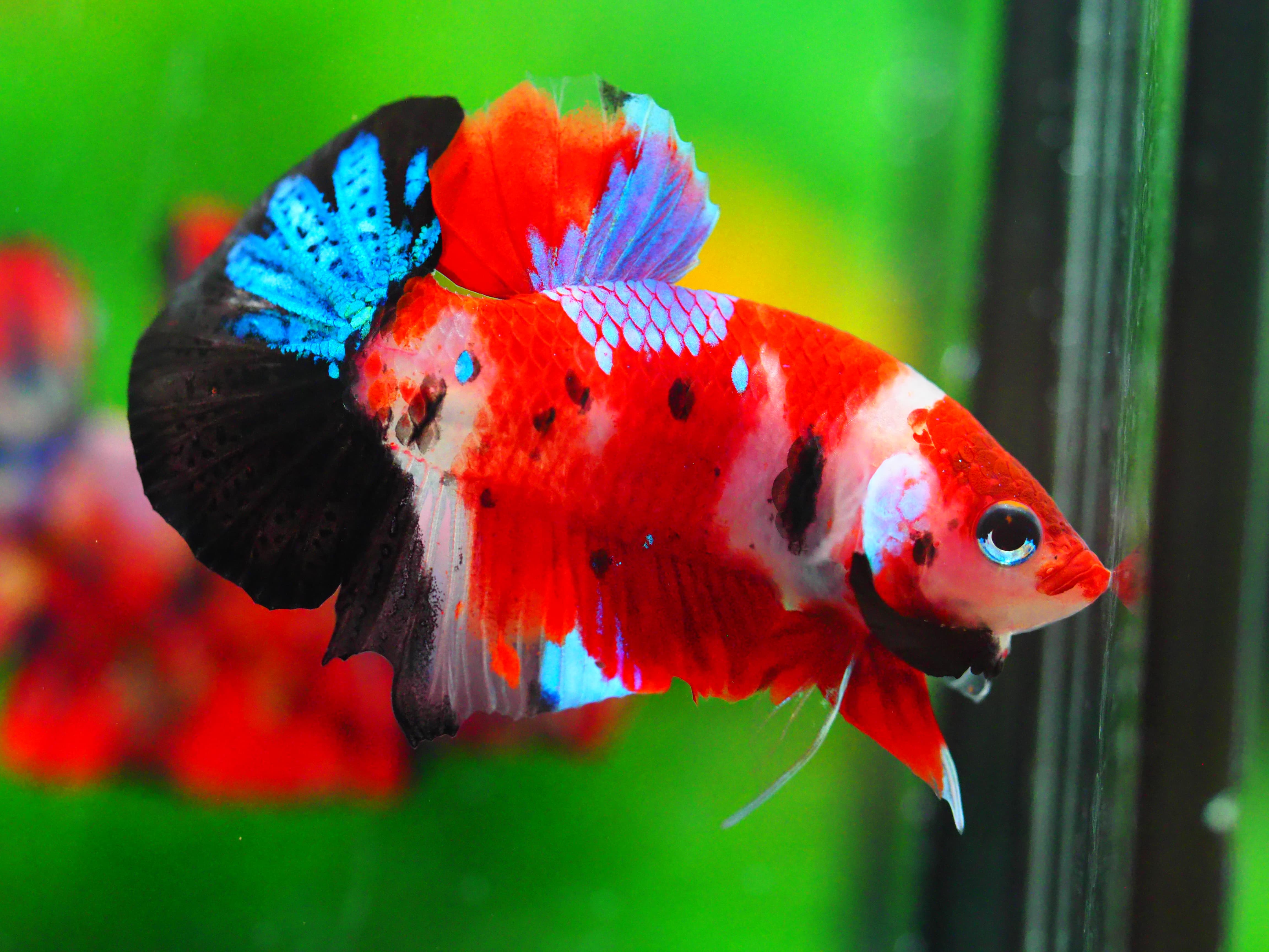 HMPK KOI GALAXY MALE GRADE A +++