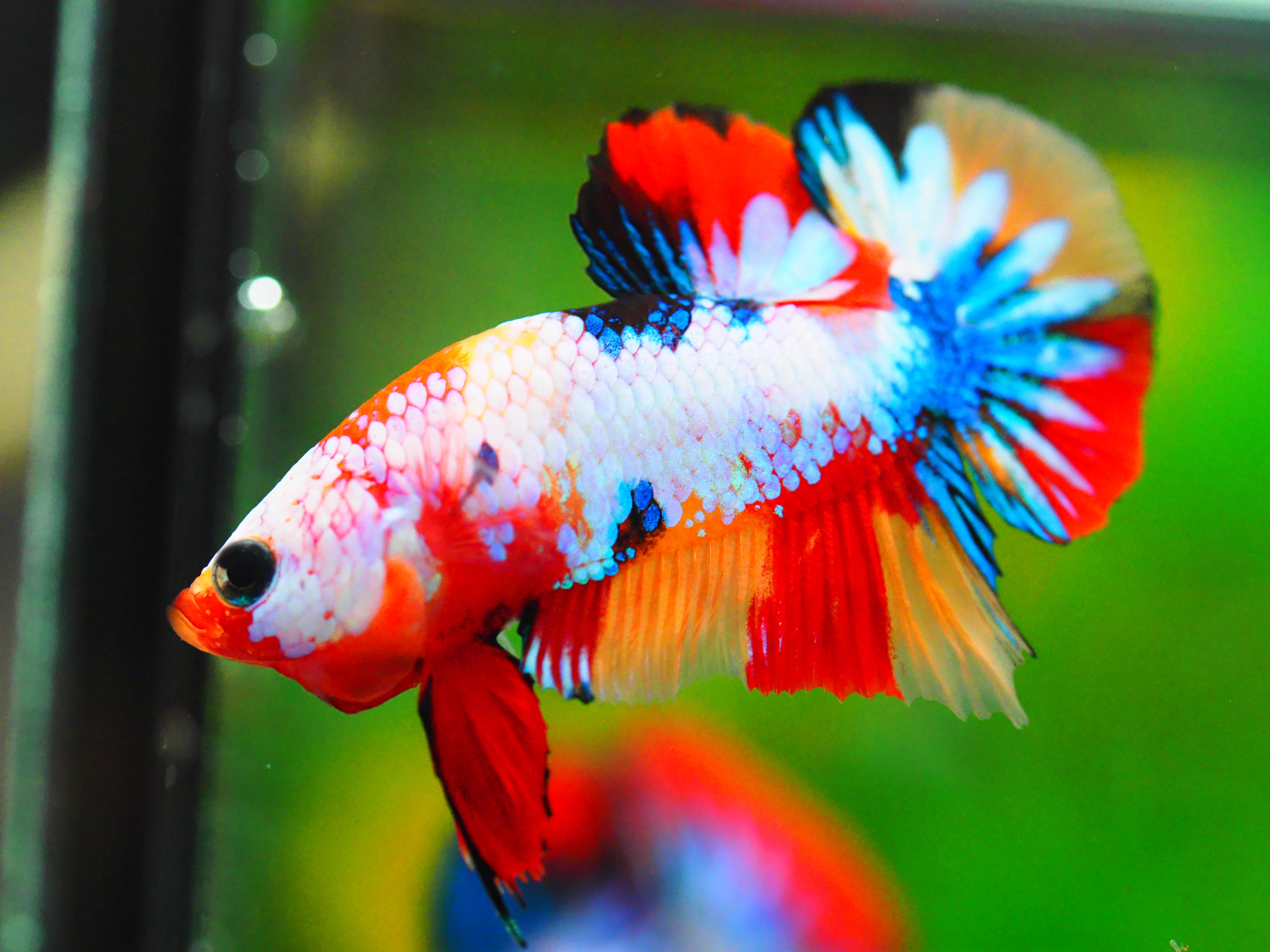 HMPK NEMO GALAXY MALE GRADE A +++