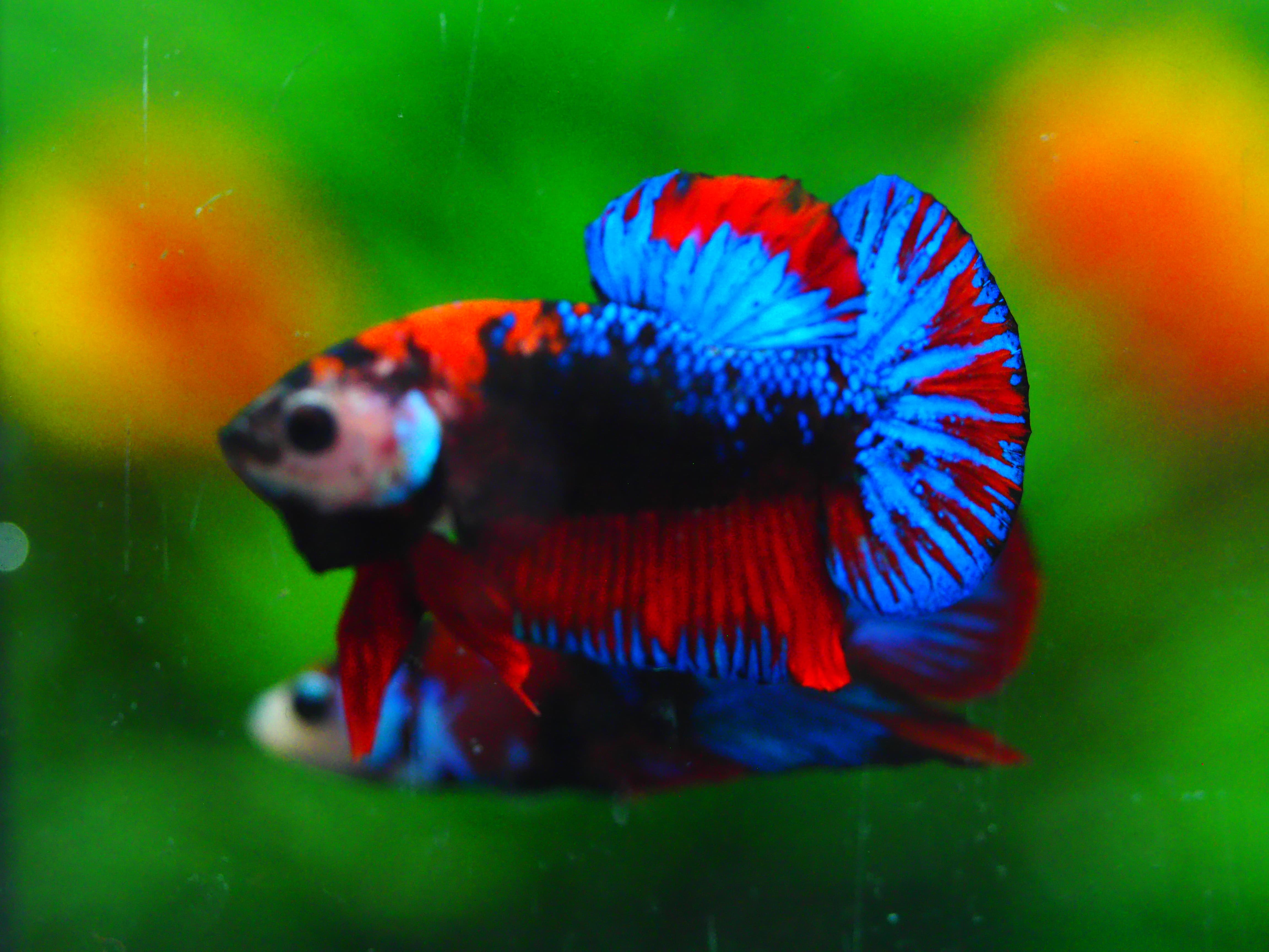 HMPK KOI GALAXY MALE GRADE A +++