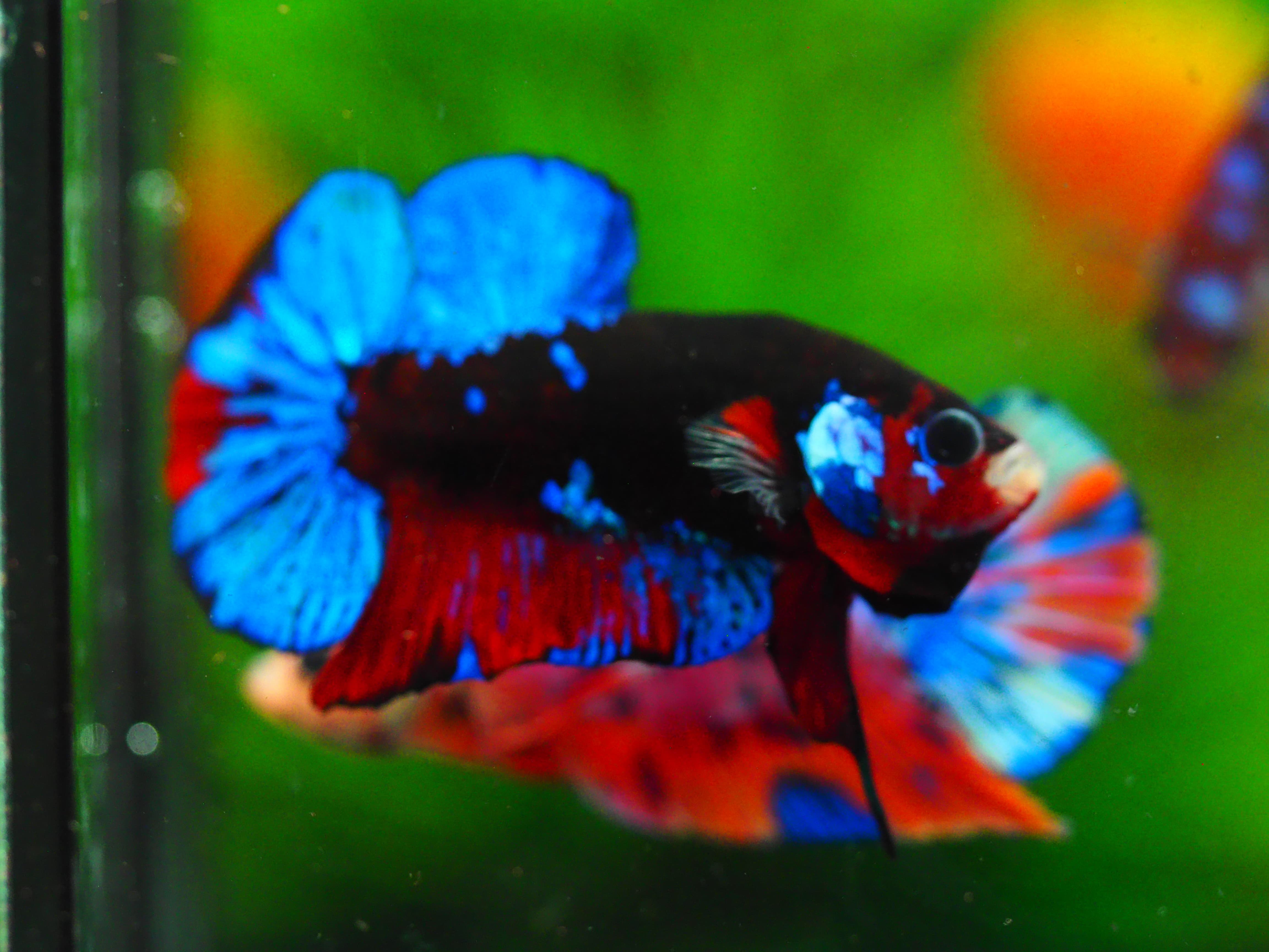 HMPK KOI GALAXY MALE GRADE A+++