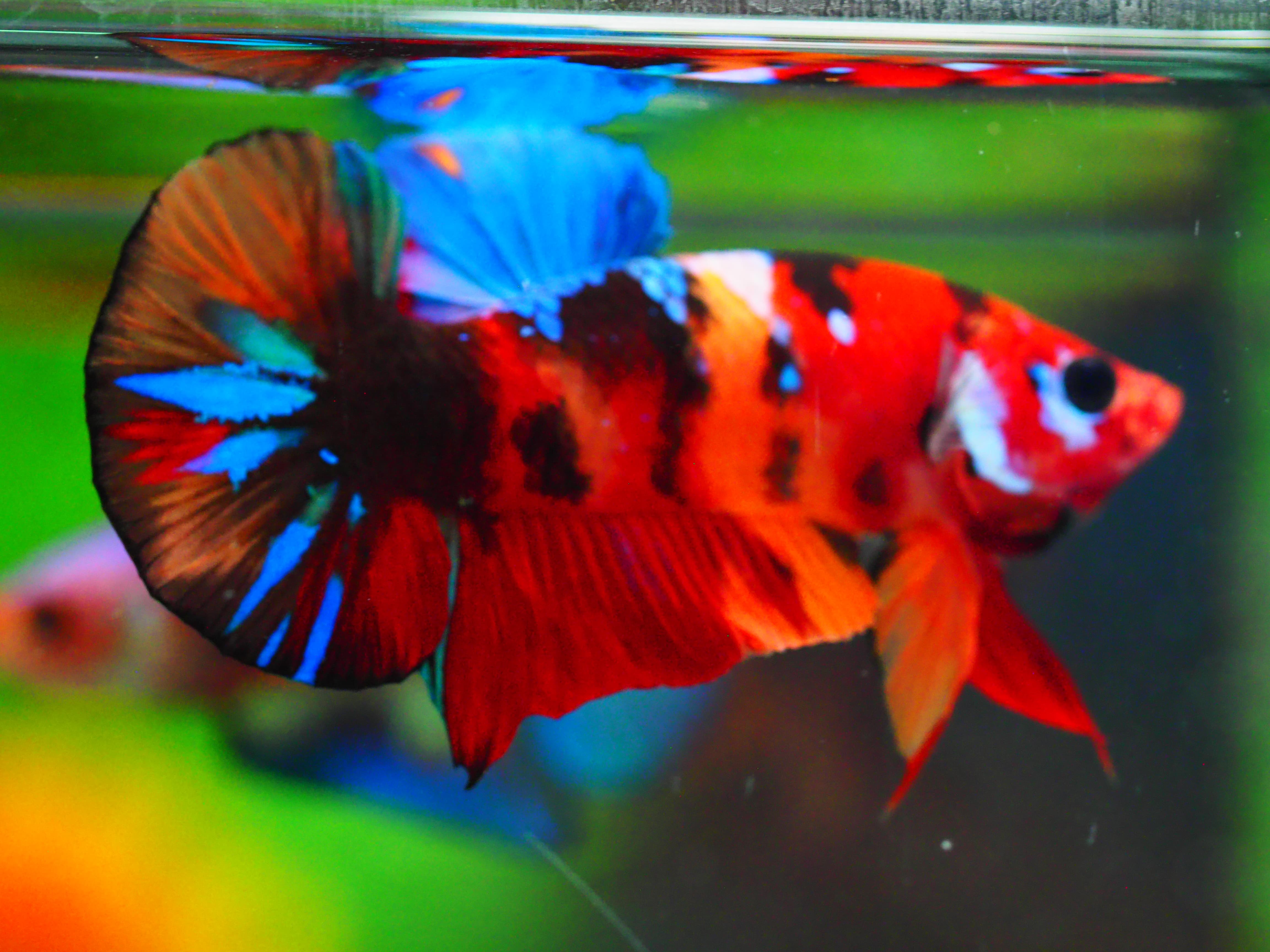 HMPK NEMO GALAXY MALE GRADE A +++