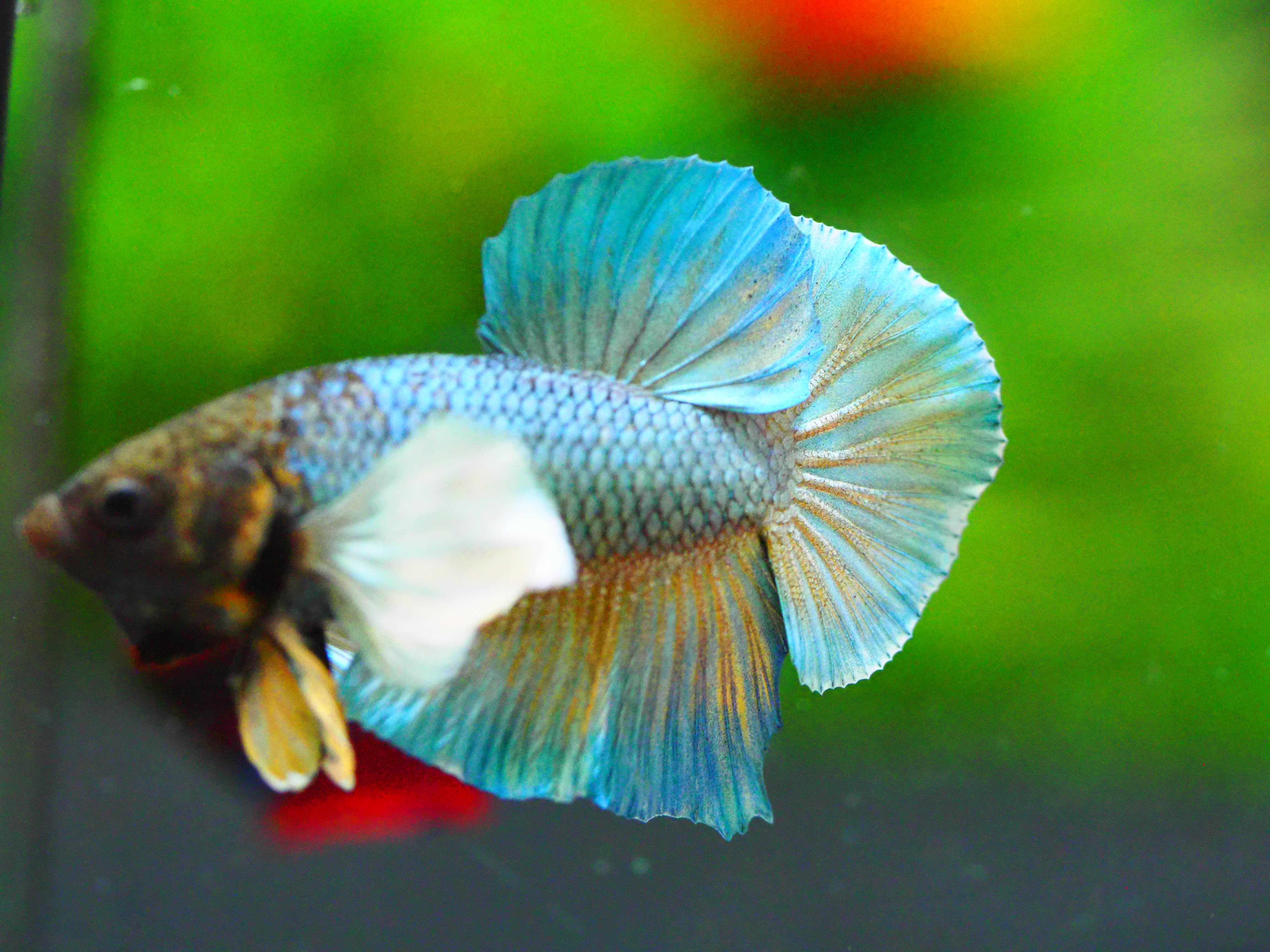 HMPK DUMBO MALE GRADE A +++