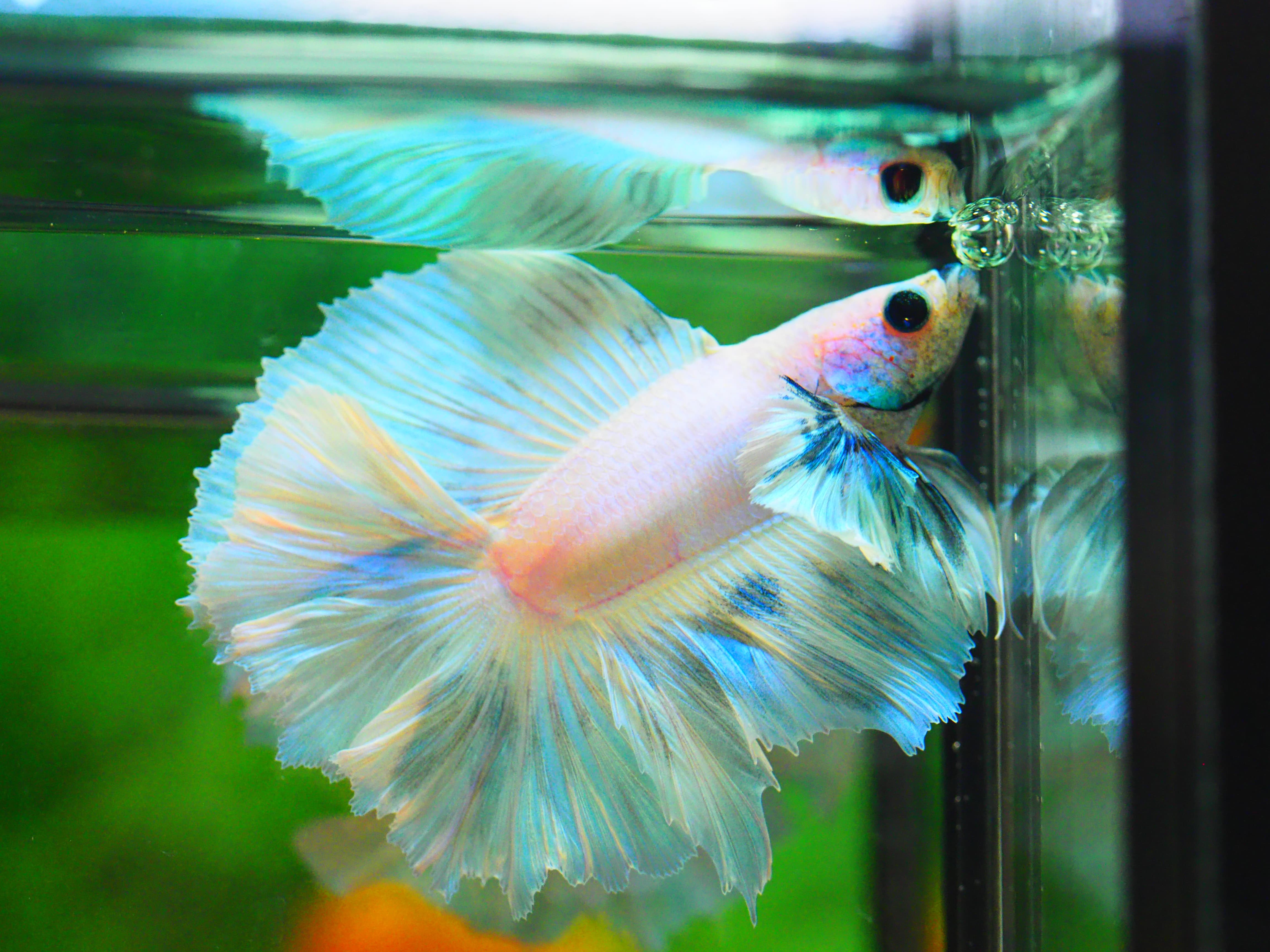 HM DT DUMBO MALE GRADE A +++