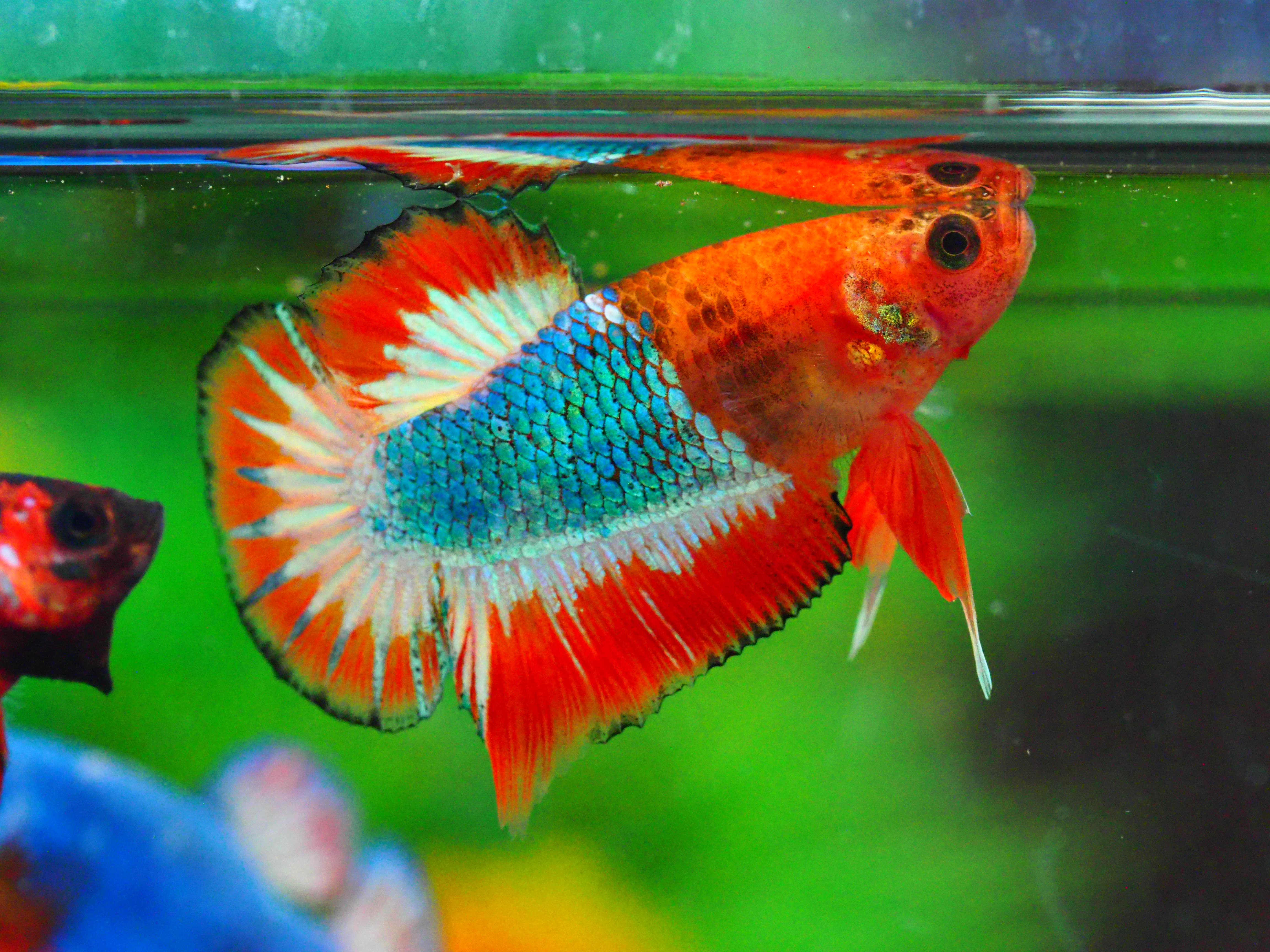 HMPK FANCY MALE GRADE A +++