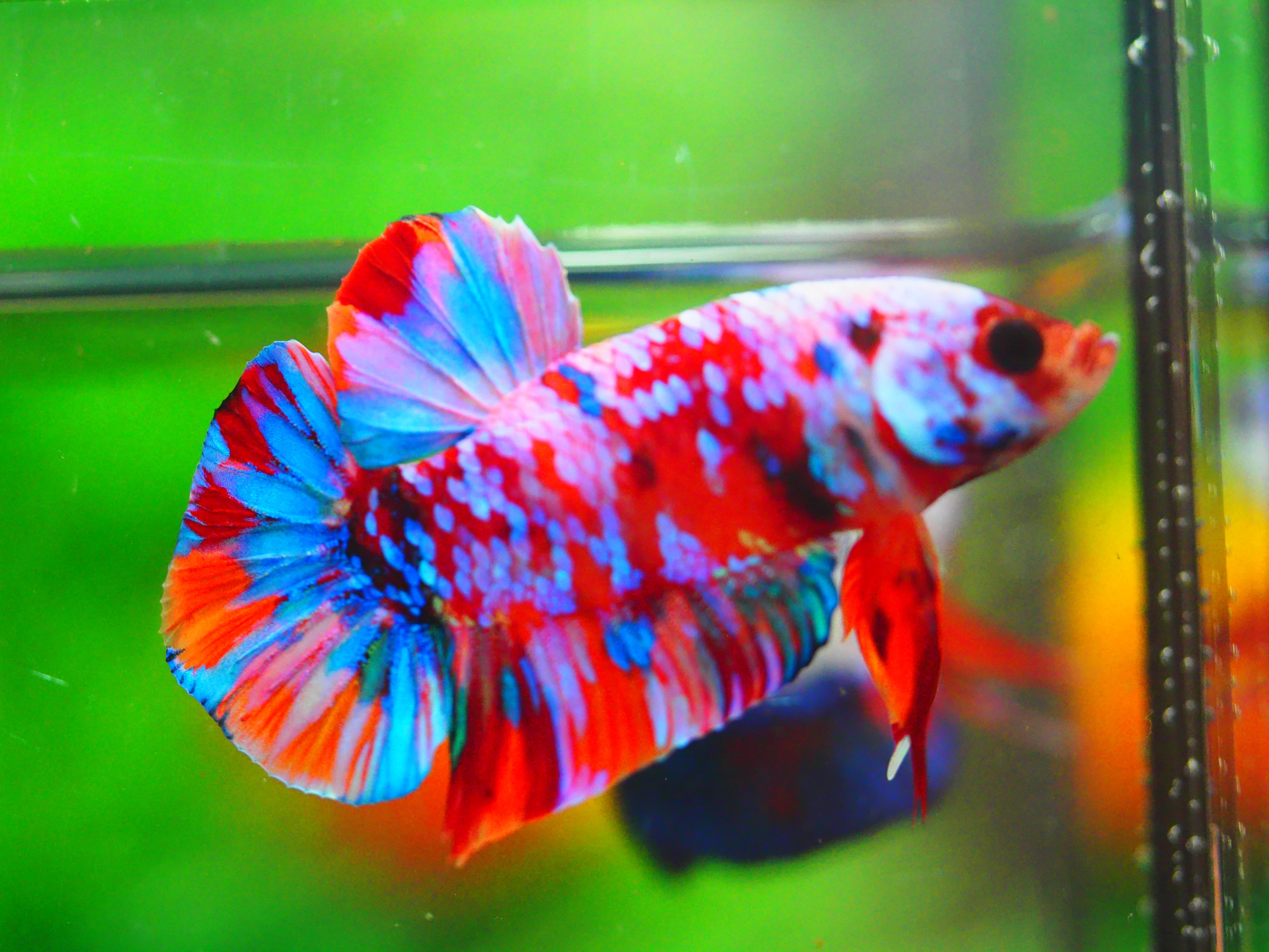 HMPK KOI GALAXY MALE GRADE A +++