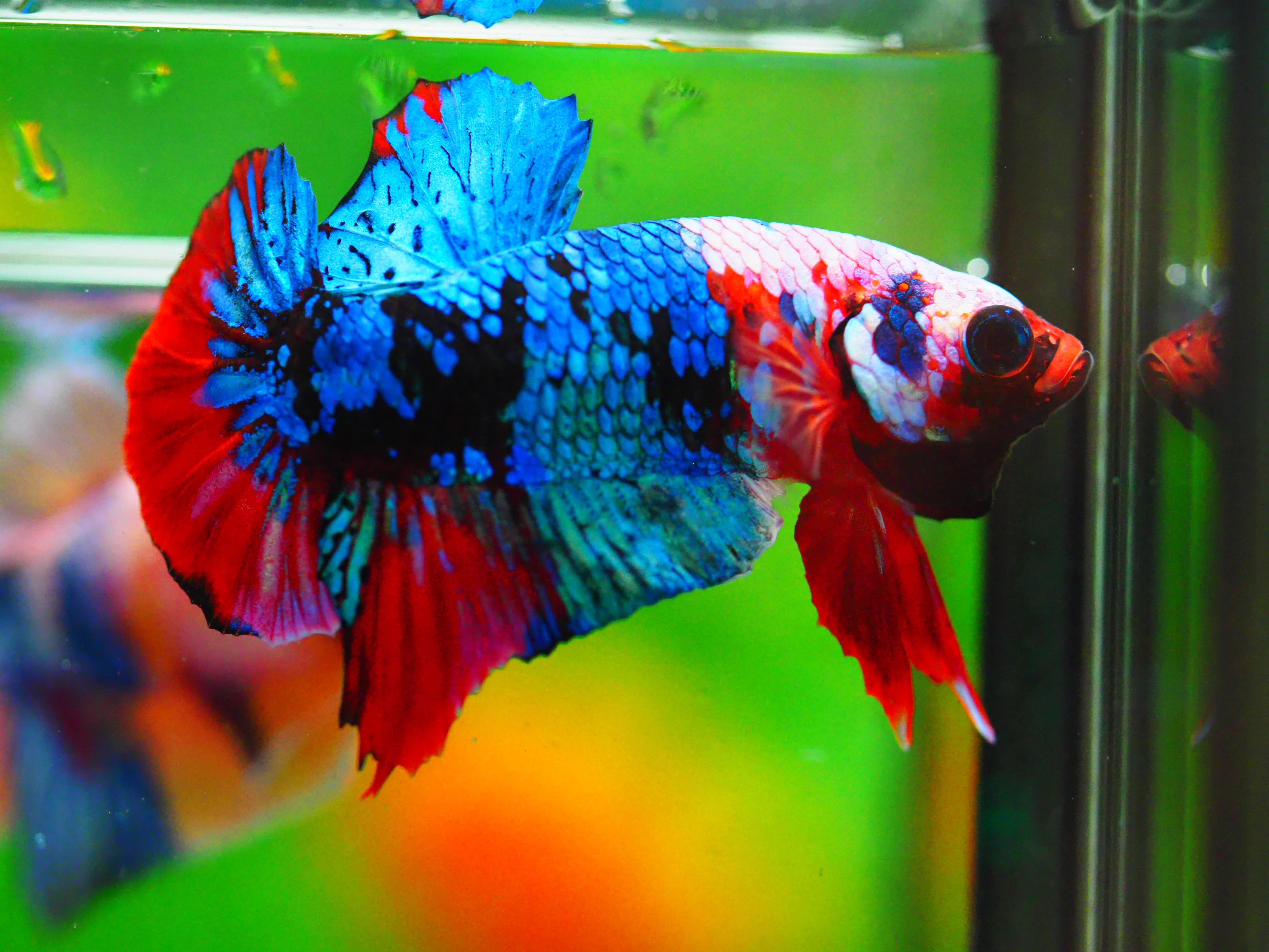 HMPK KOI GALAXY MALE GRADE A +++