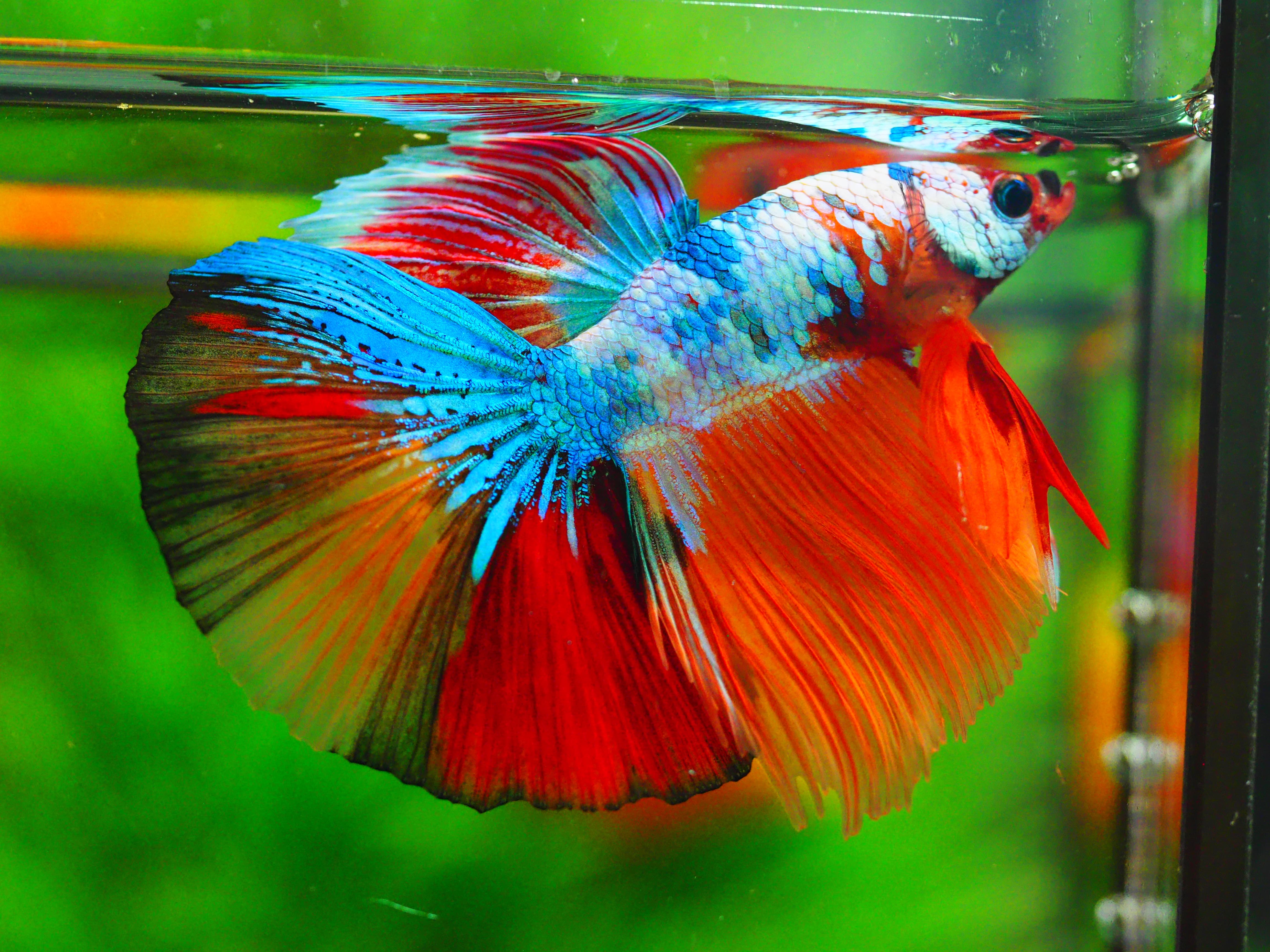 HM NEMO MALE GRADE A +++