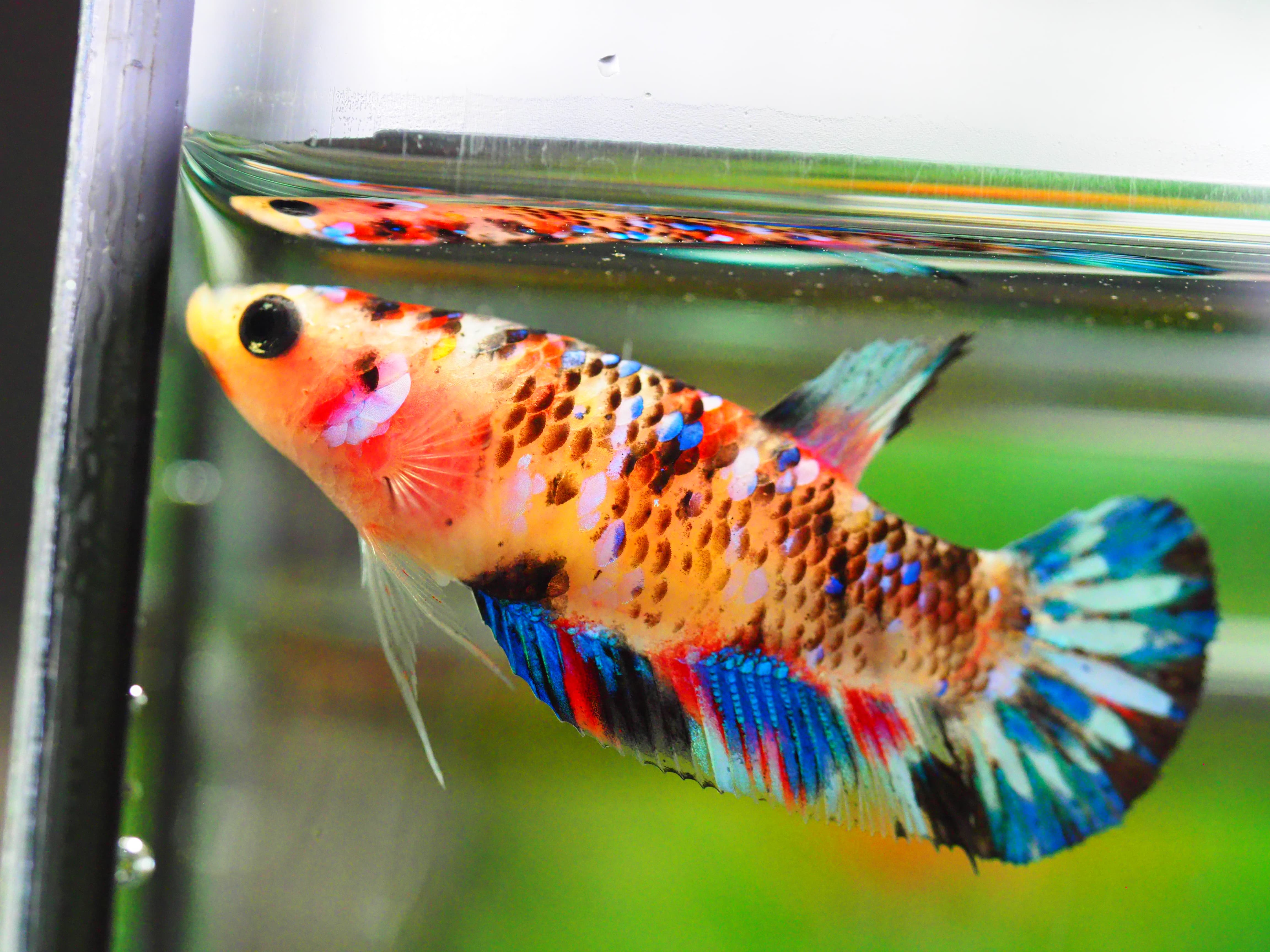 HMPK KOI GALAXY FNMALE GRADE A +++