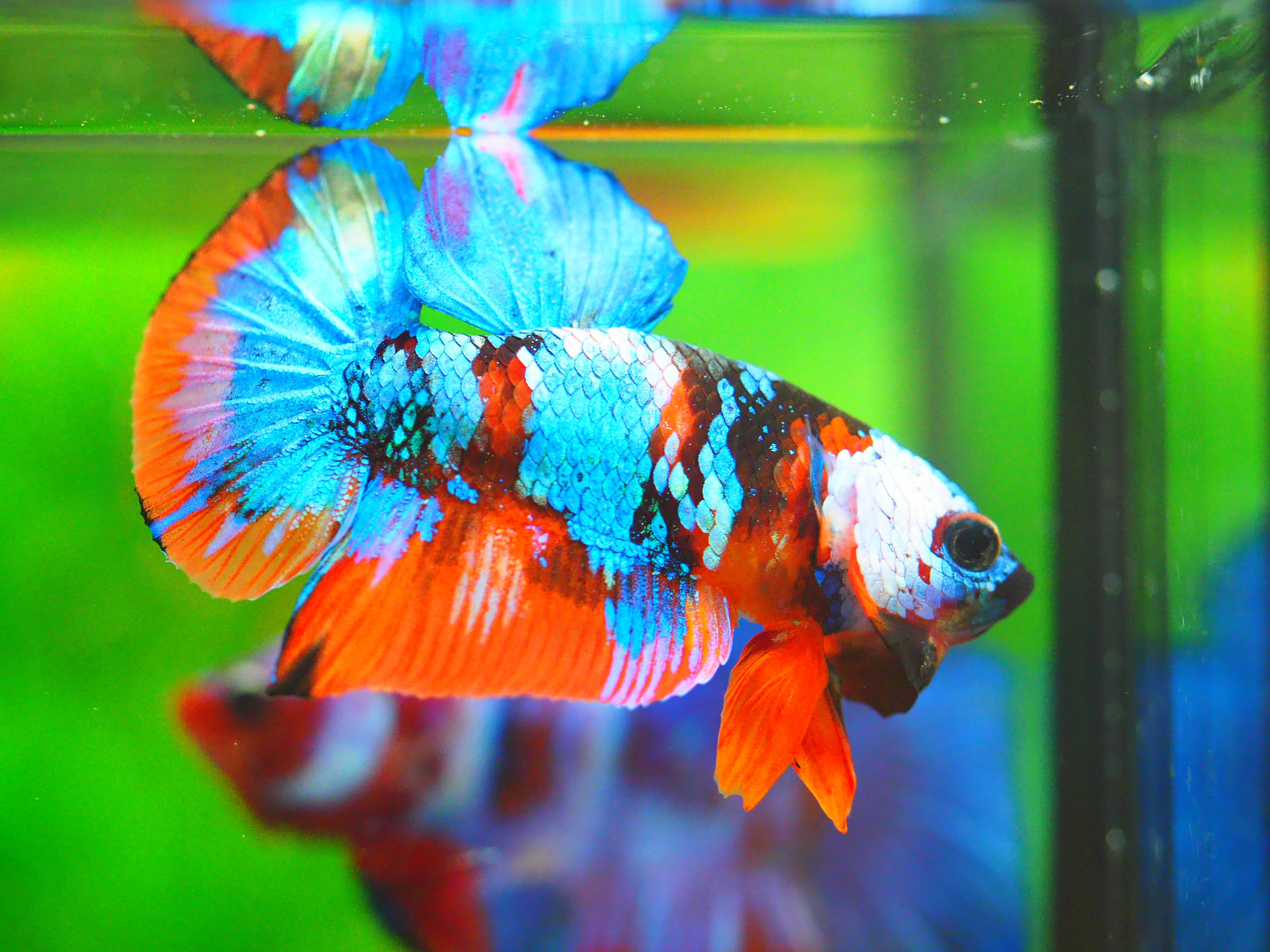 HMPK NEMO GALAXY MALE GRADE A +++