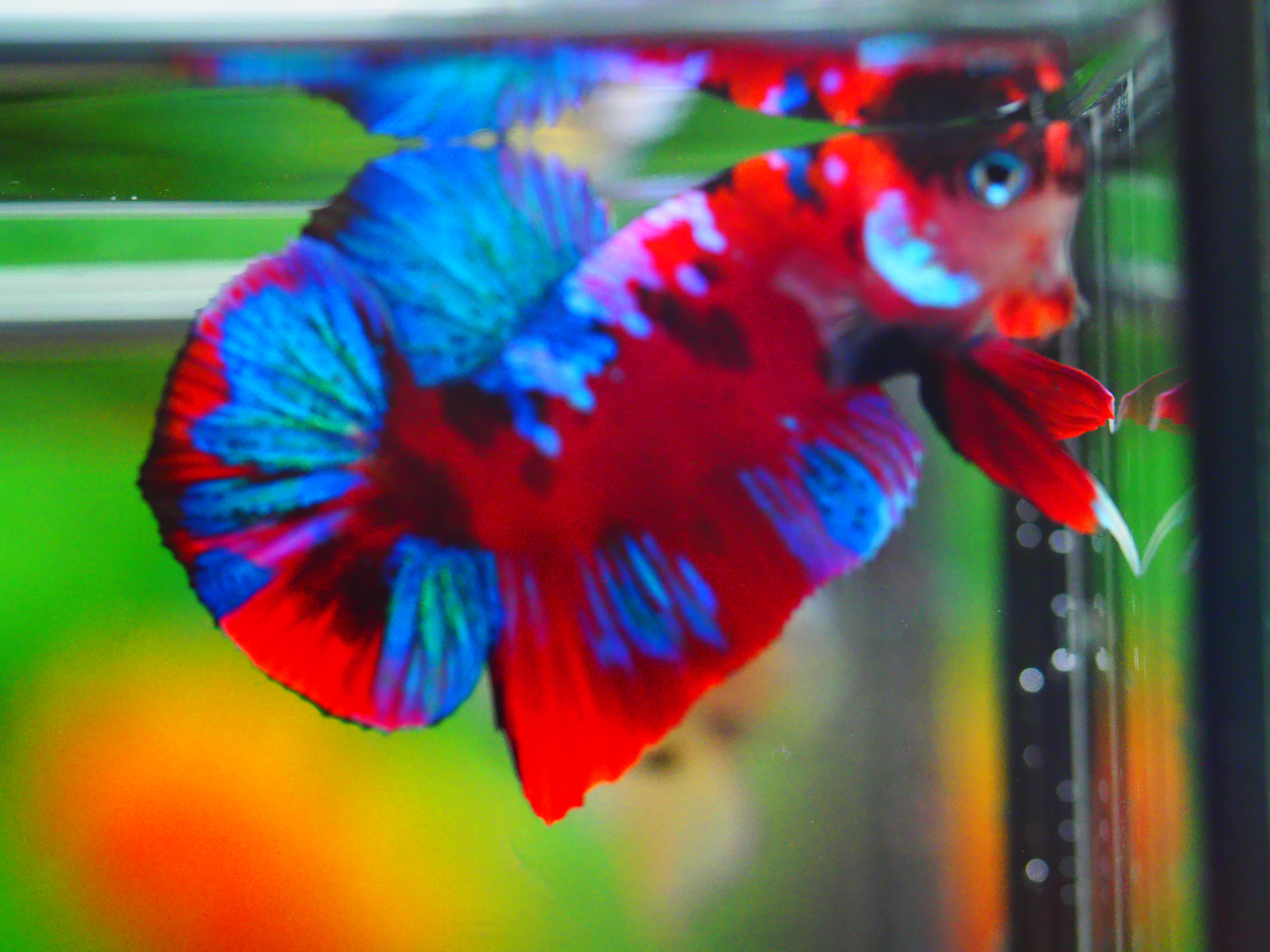 HMPK KOI GALAXY MALE GRADE A +++