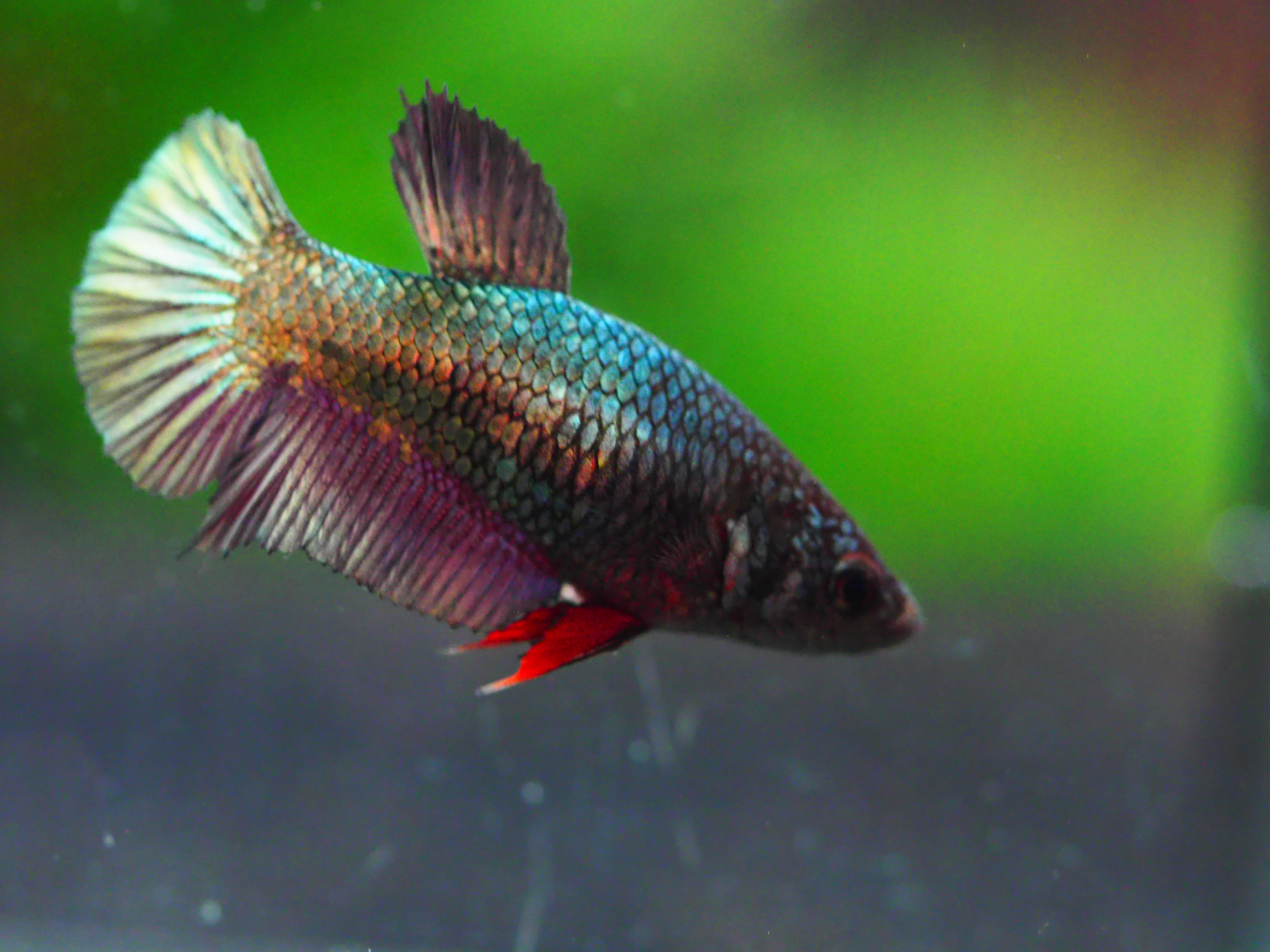 HMPK COPPER FNMALE GRADE A +++