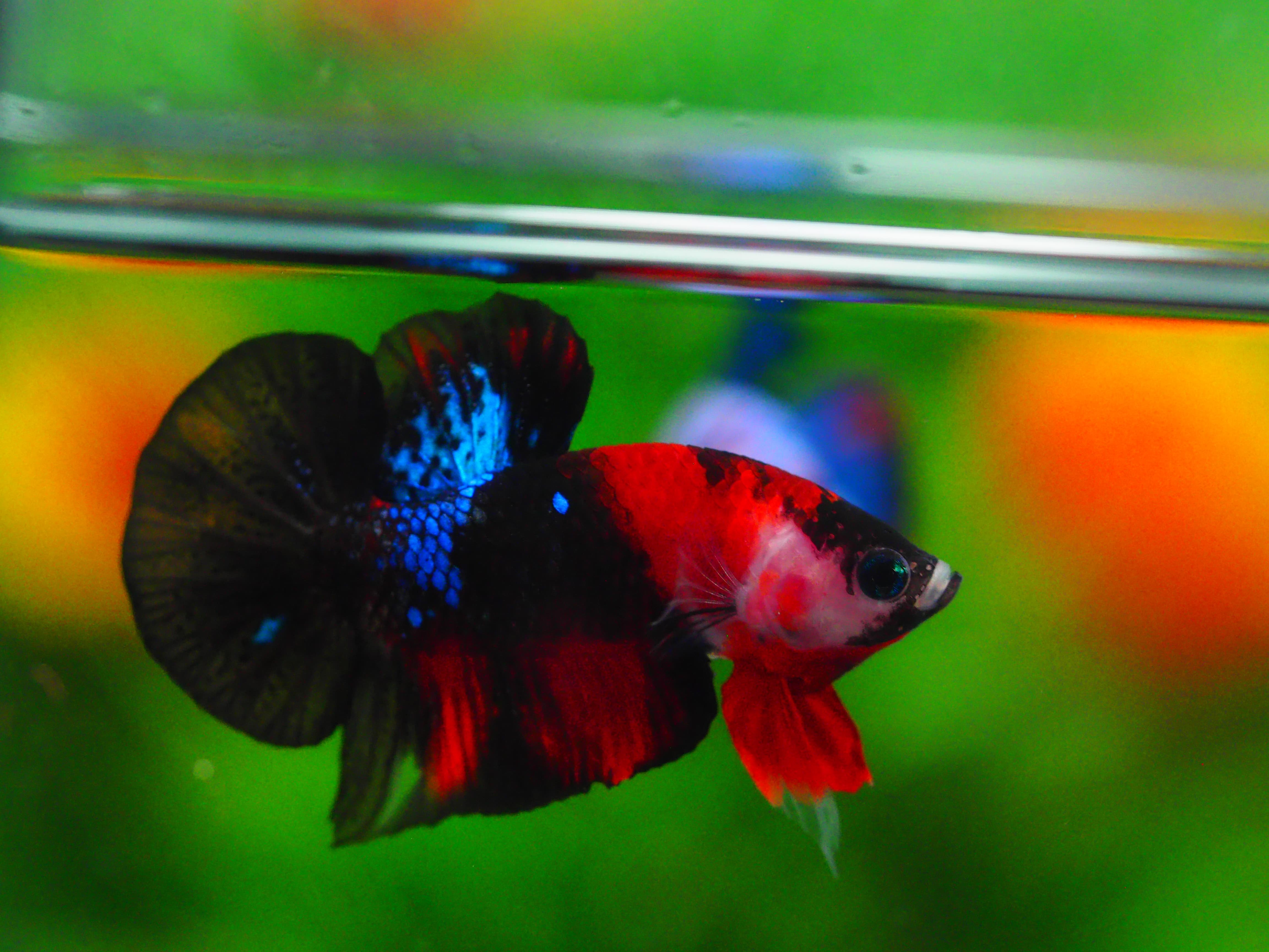 HMPK KOI GALAXY MALE GRADE A +++