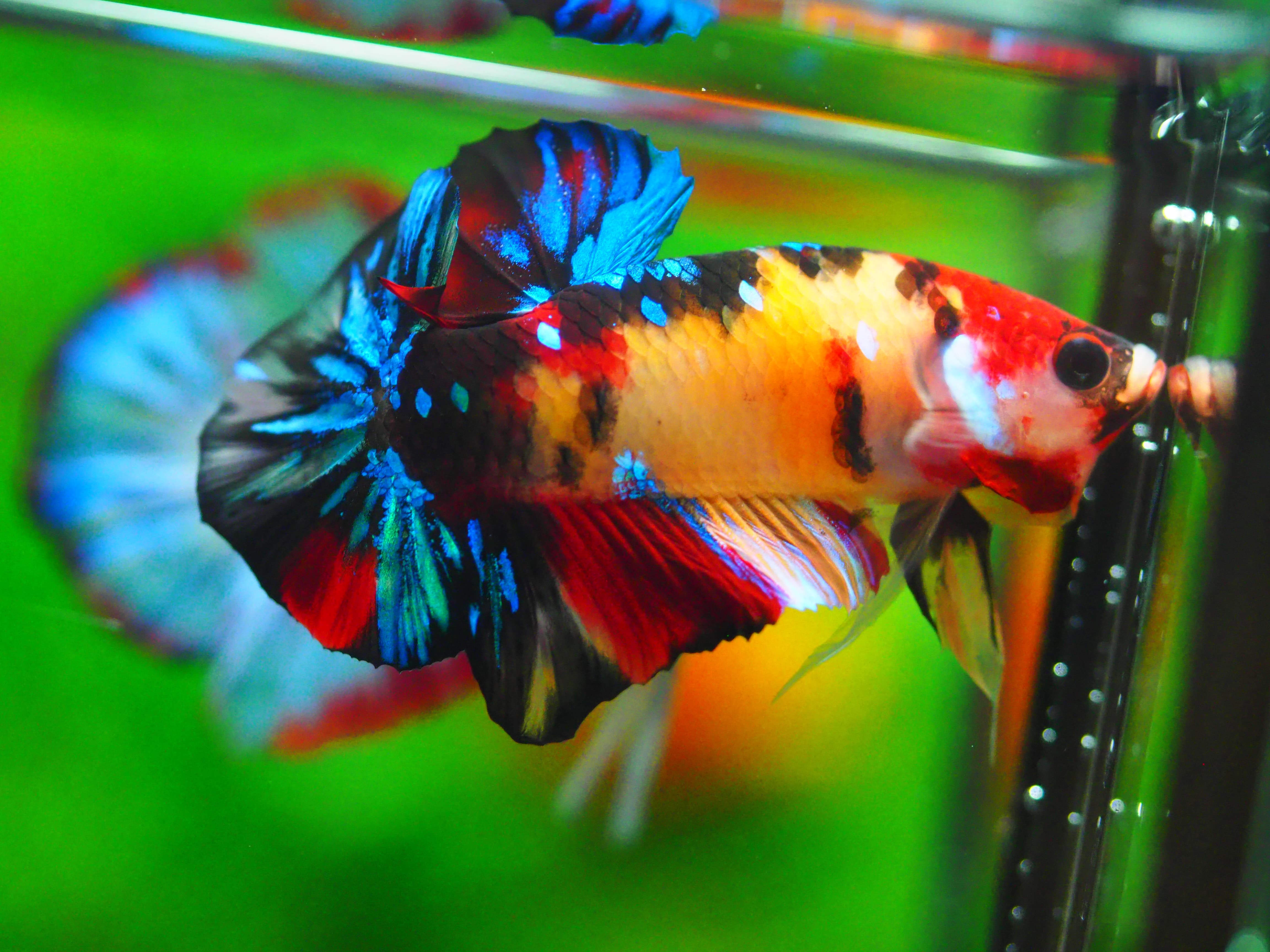 HMPK NEMO GALAXY MALE GRADE A +++