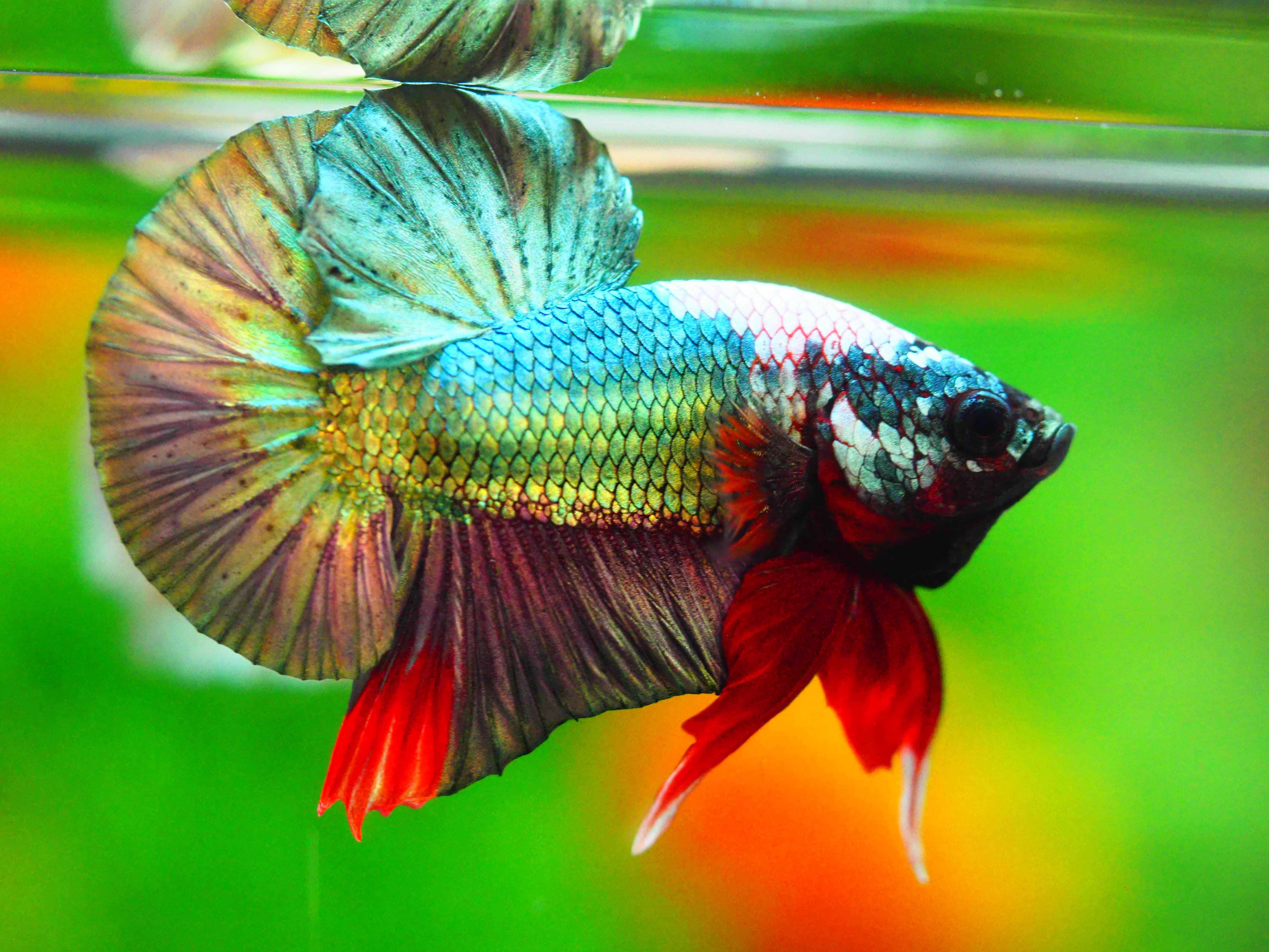 HMPK COPPER FANCY MALE GRADE A +++