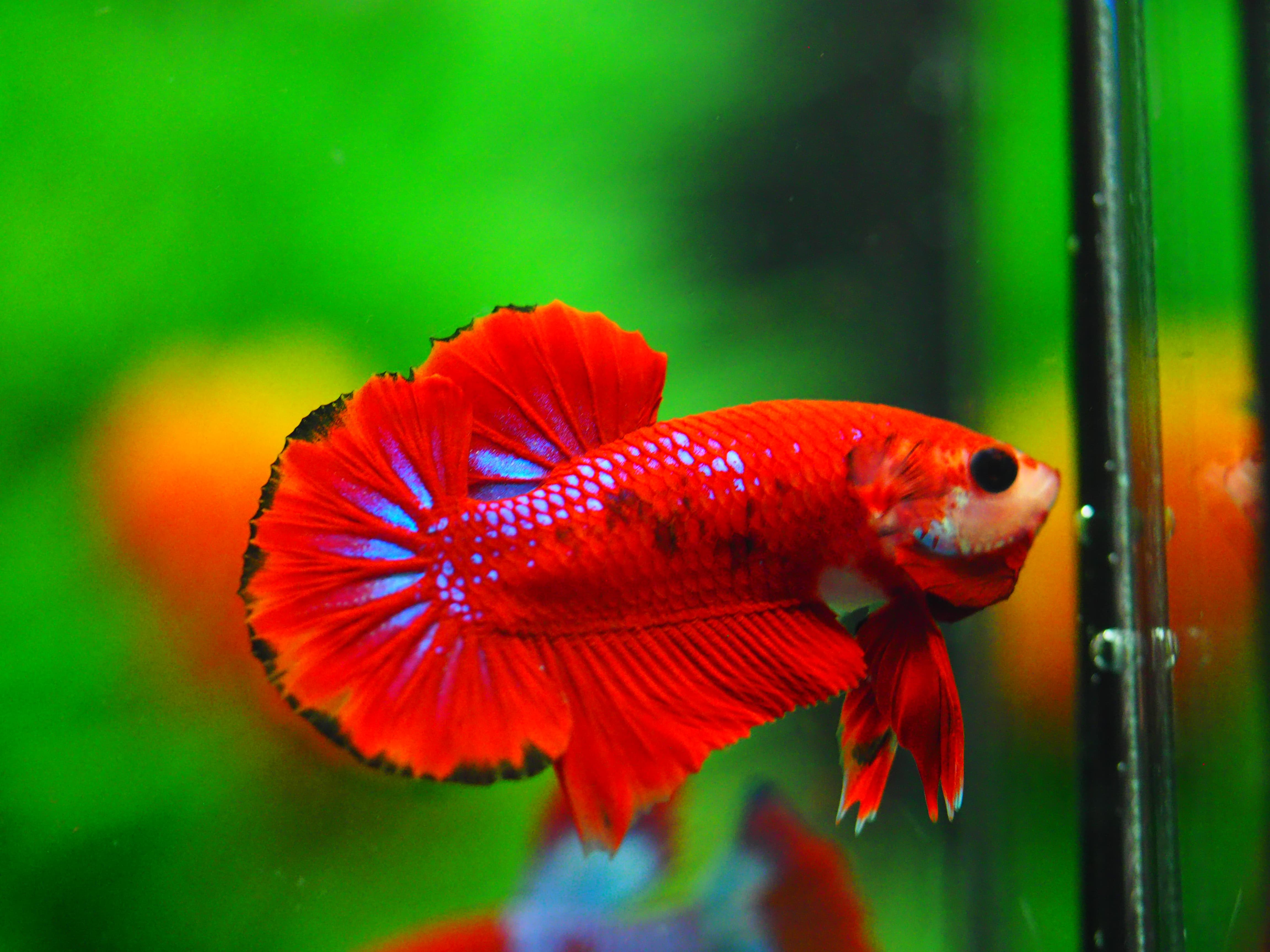 HMPK FANCY MALE GRADE A+